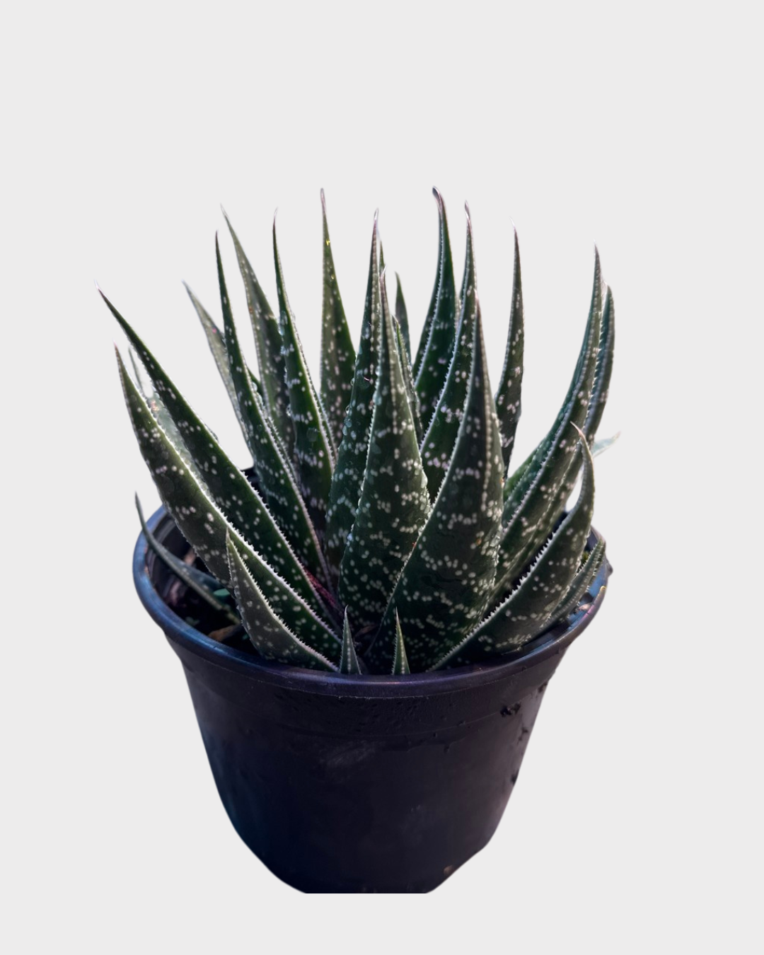 aloe vera face tonic Aloe Face Toner main image 0