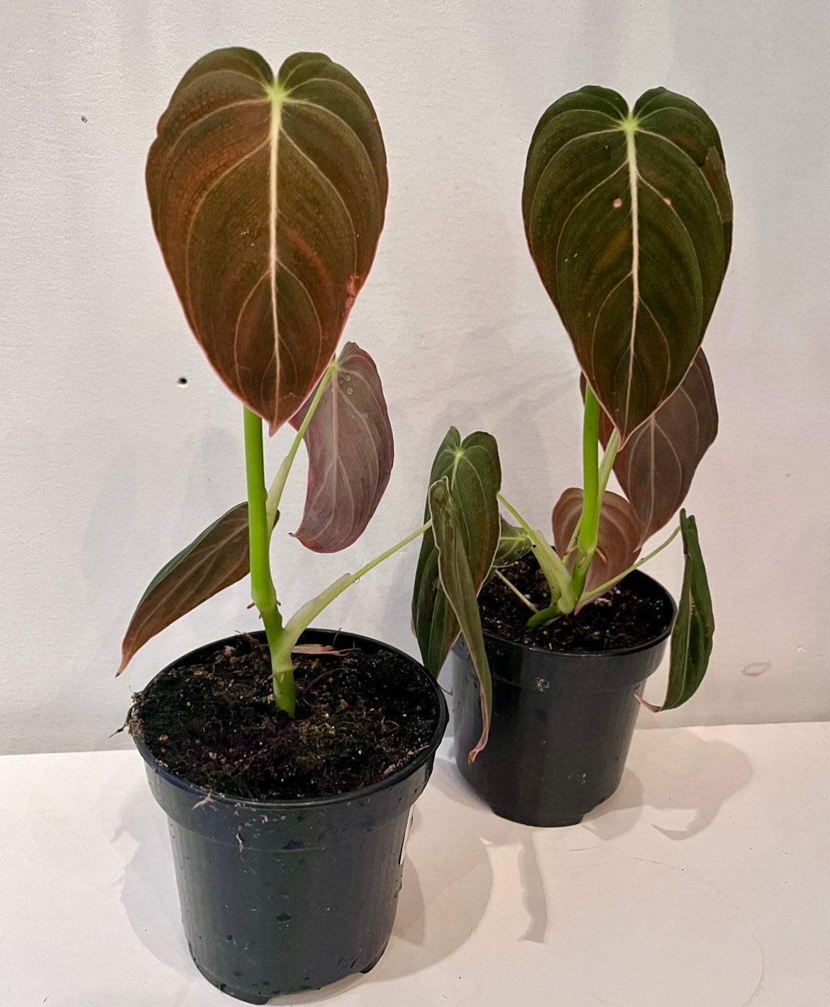 4" Philodendron Andreanum - buy one get one free | Sprout Calgary