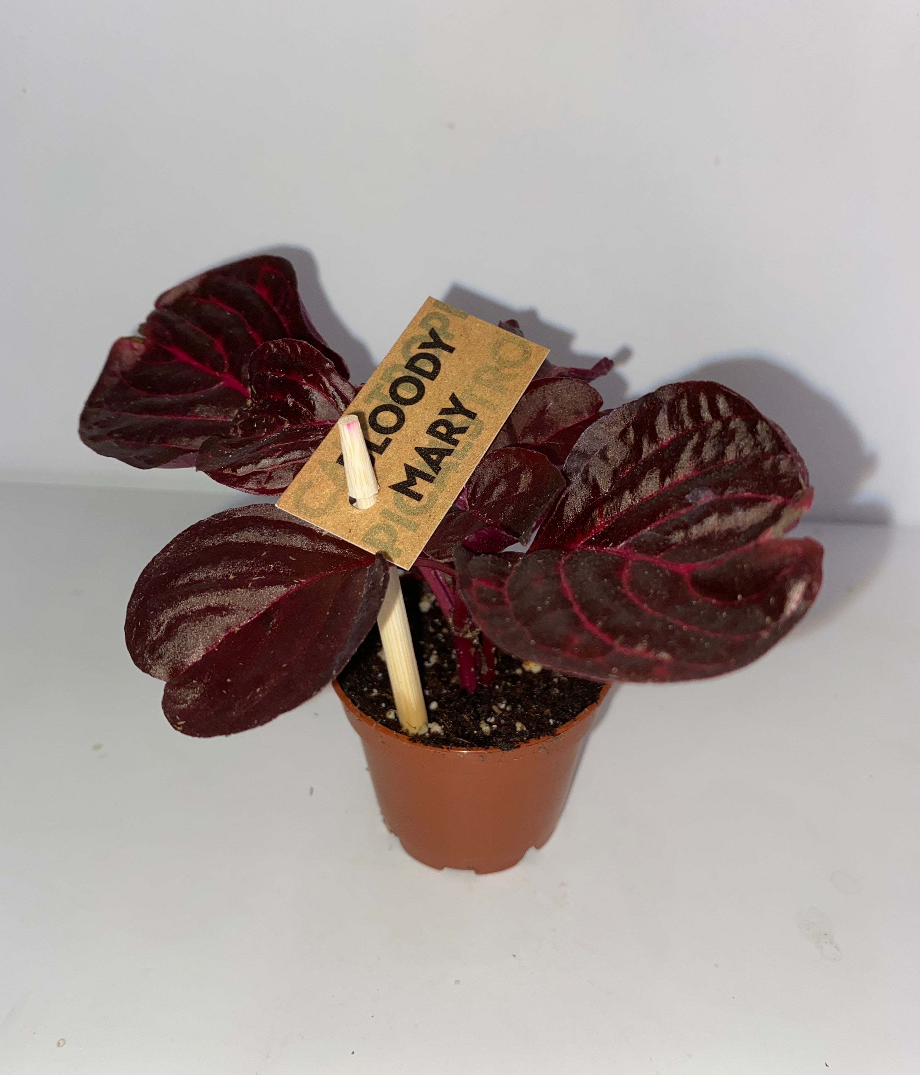 2.25" Bloody Mary Plant | Sprout Calgary
