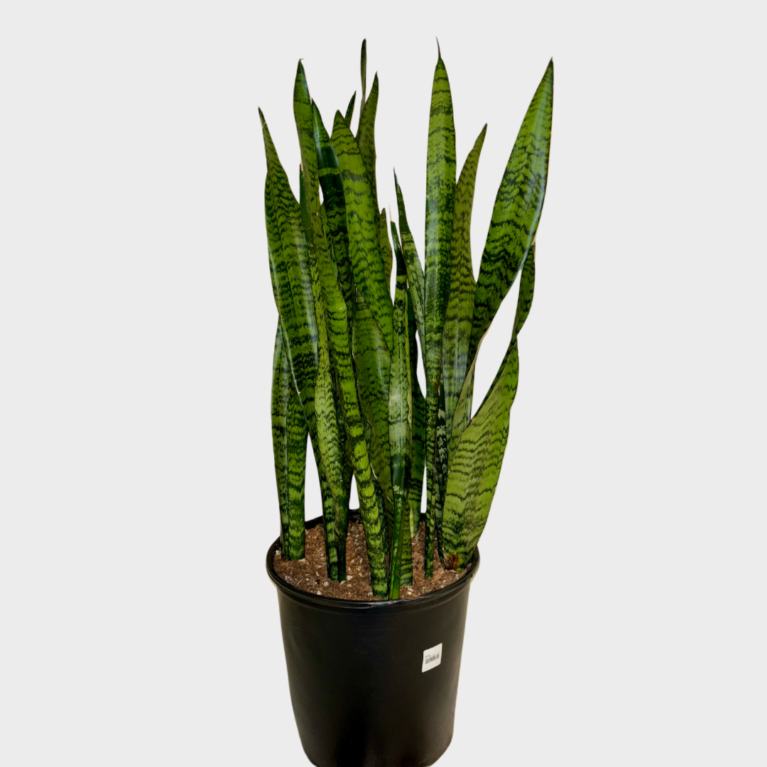 10" Snake Plant - Large Sansevieria 2-3 Feet Tall | Sprout Calgary