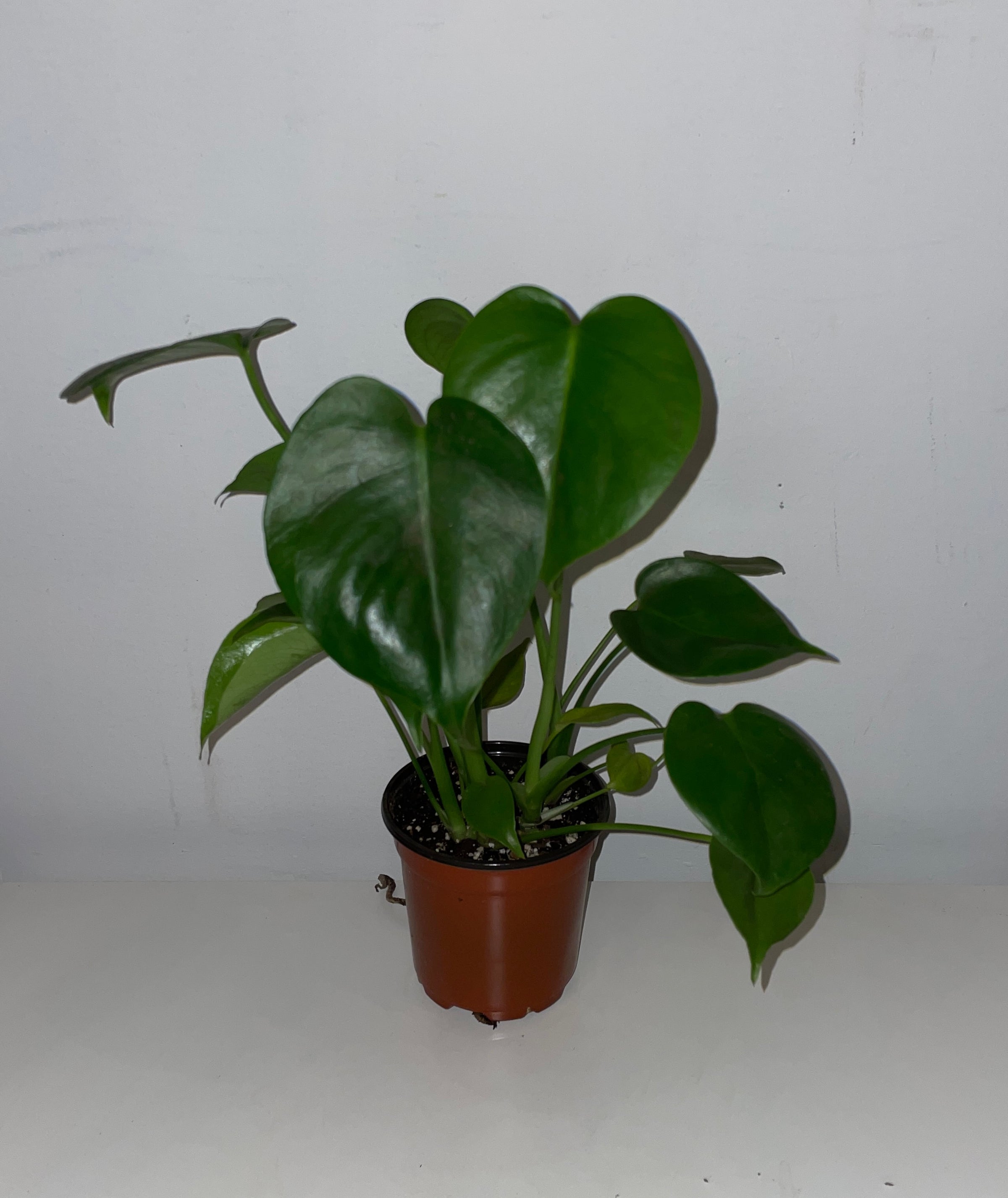 photinia dynamo red Red Tip Photinia Standard Trunk — Green Acres Nursery & Supply main image 0