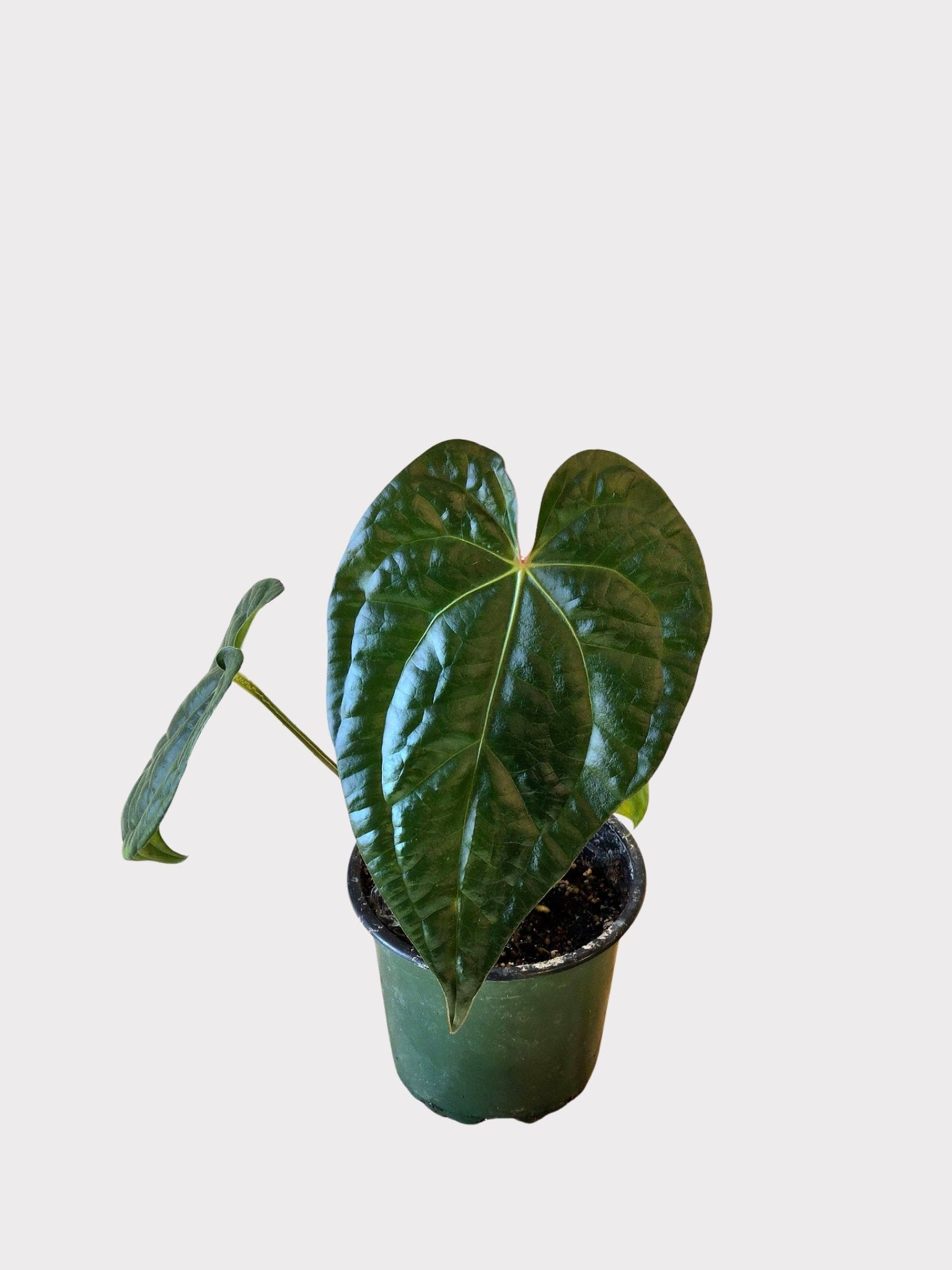 Anthurium magnificum silver x luxurians | Sprout Calgary