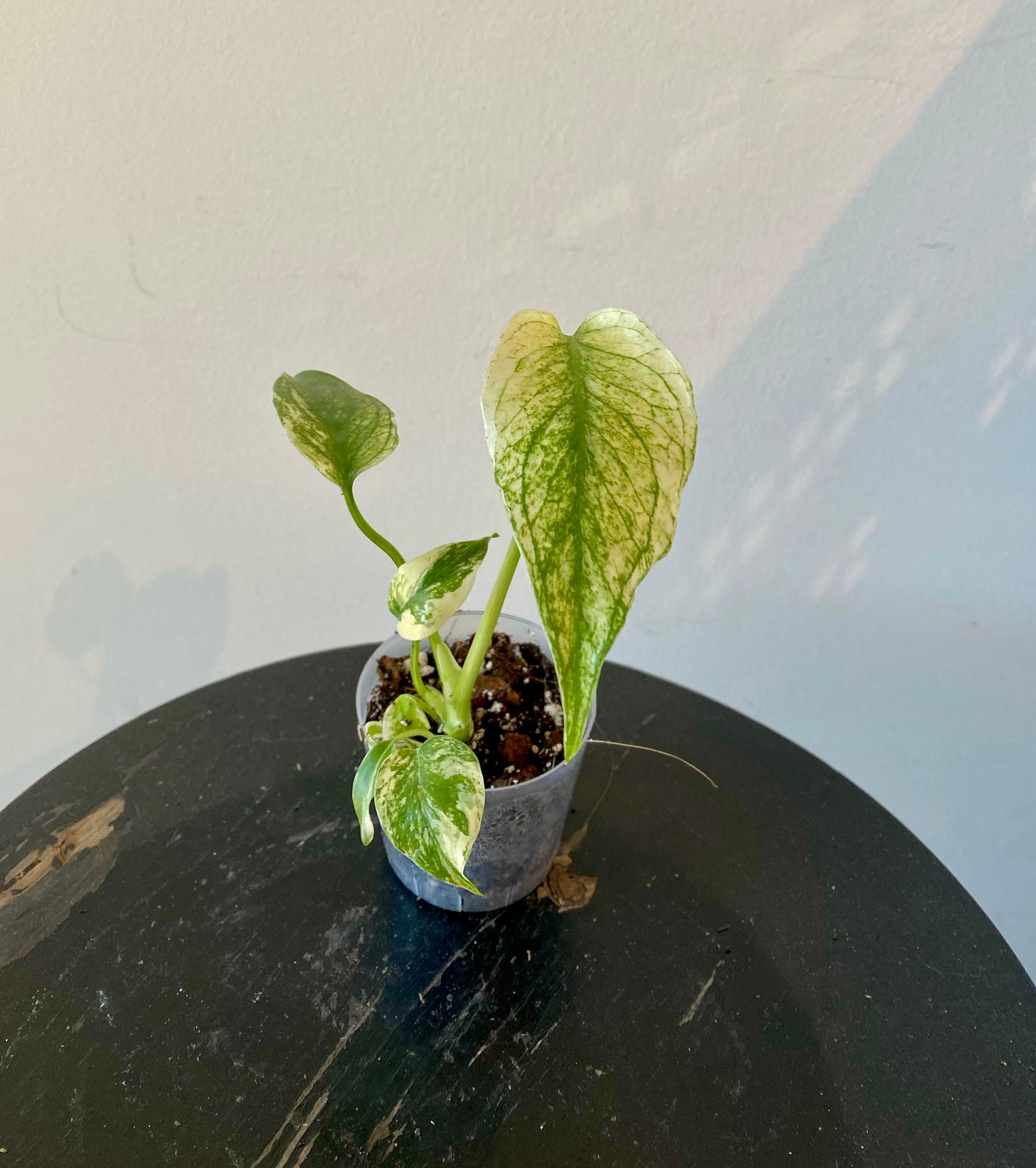 philodendron lemon lime vs moonlight 4