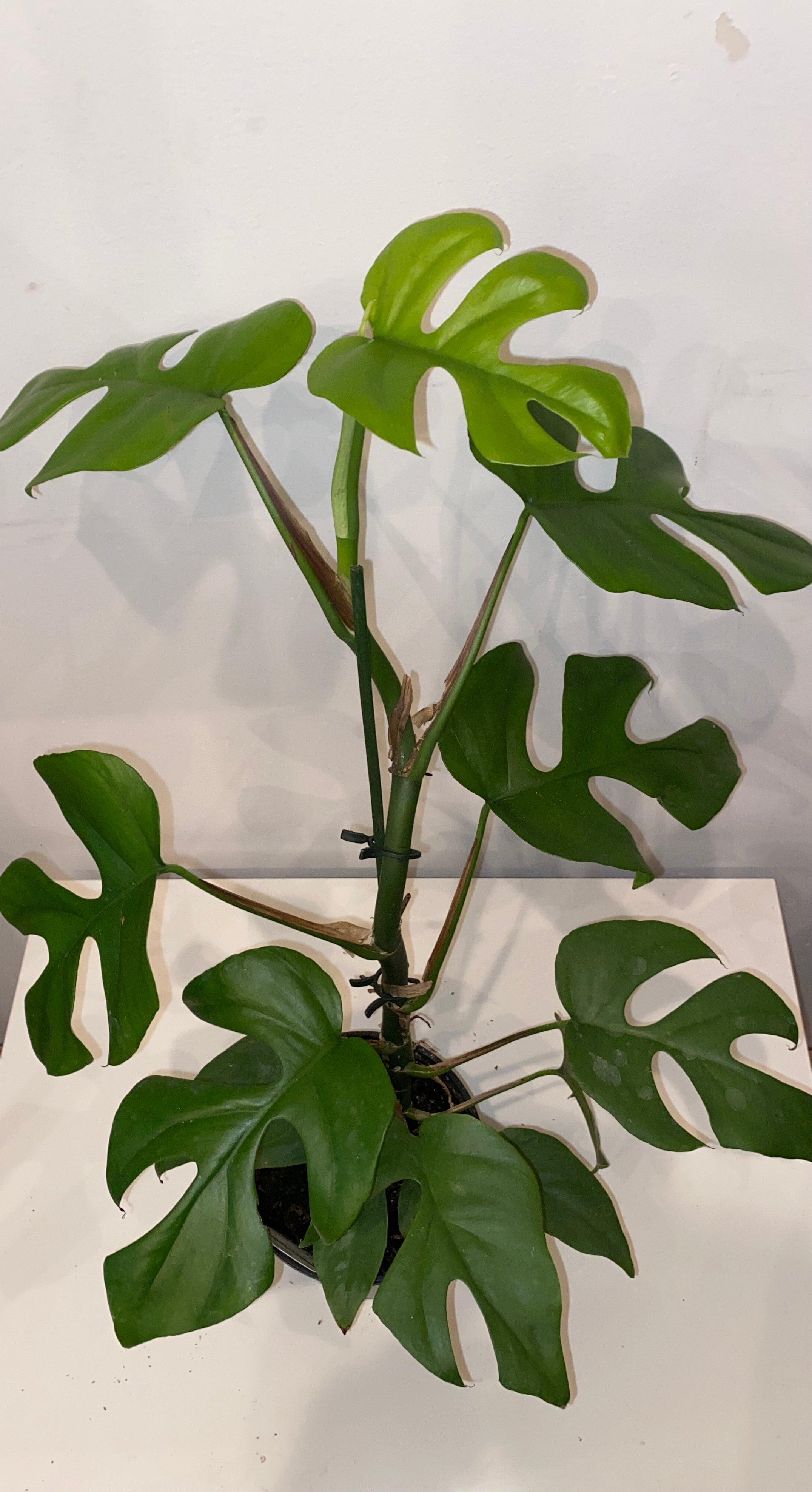 white knight philodendron White Knight Philodendron Rare Plant (Philodendron erubescens)  Jungle  Relics