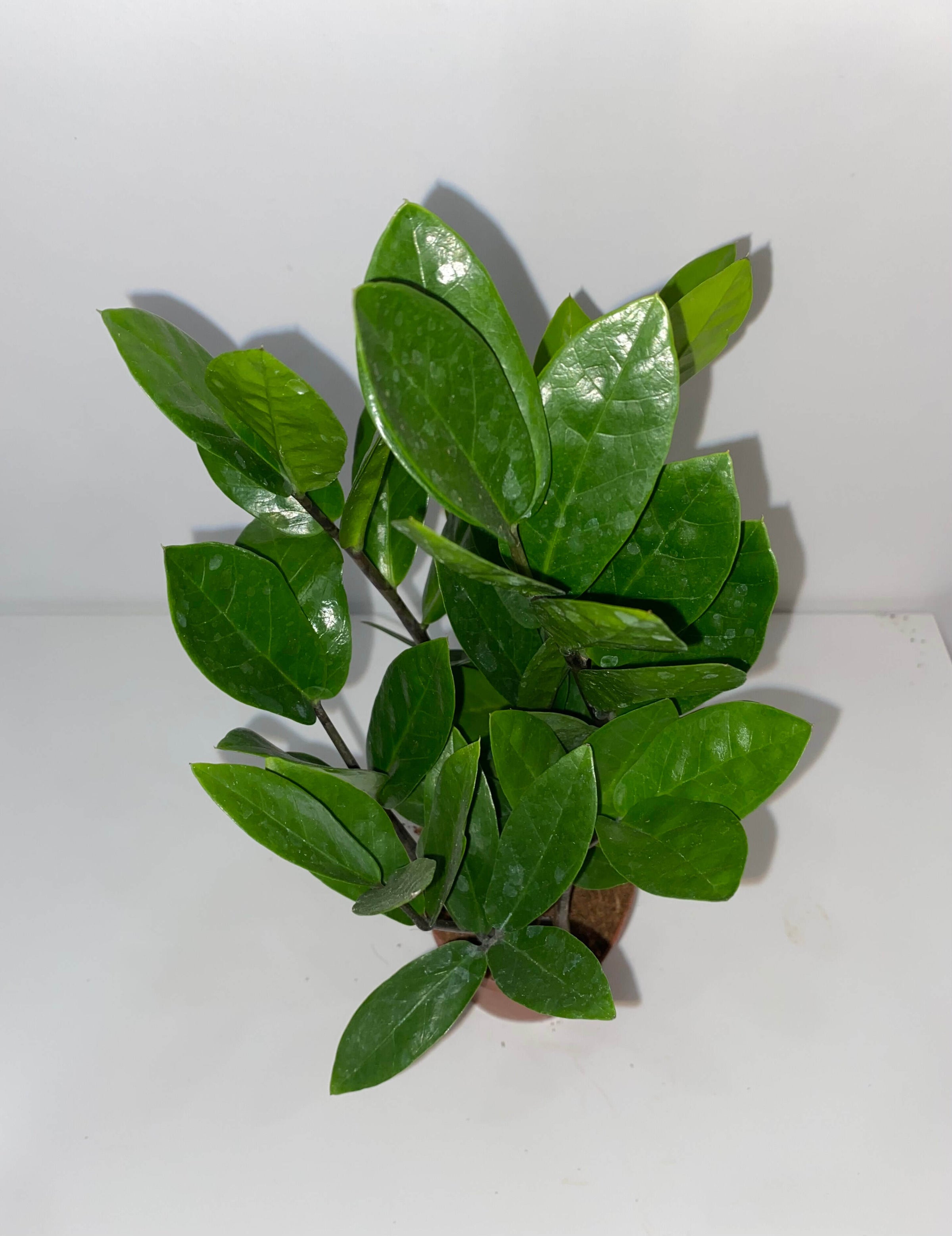 base of zz plant jellied ZZ Plant 10