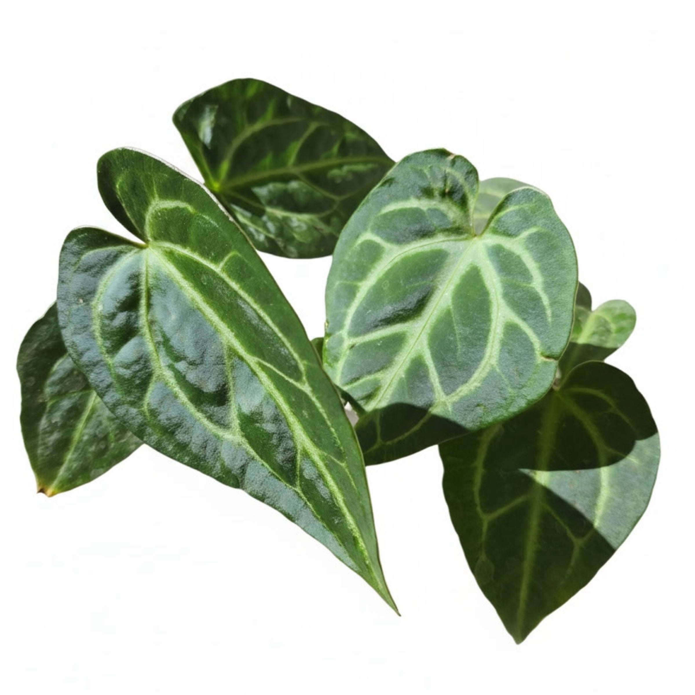 6" Anthurium Decipiens | Sprout Calgary