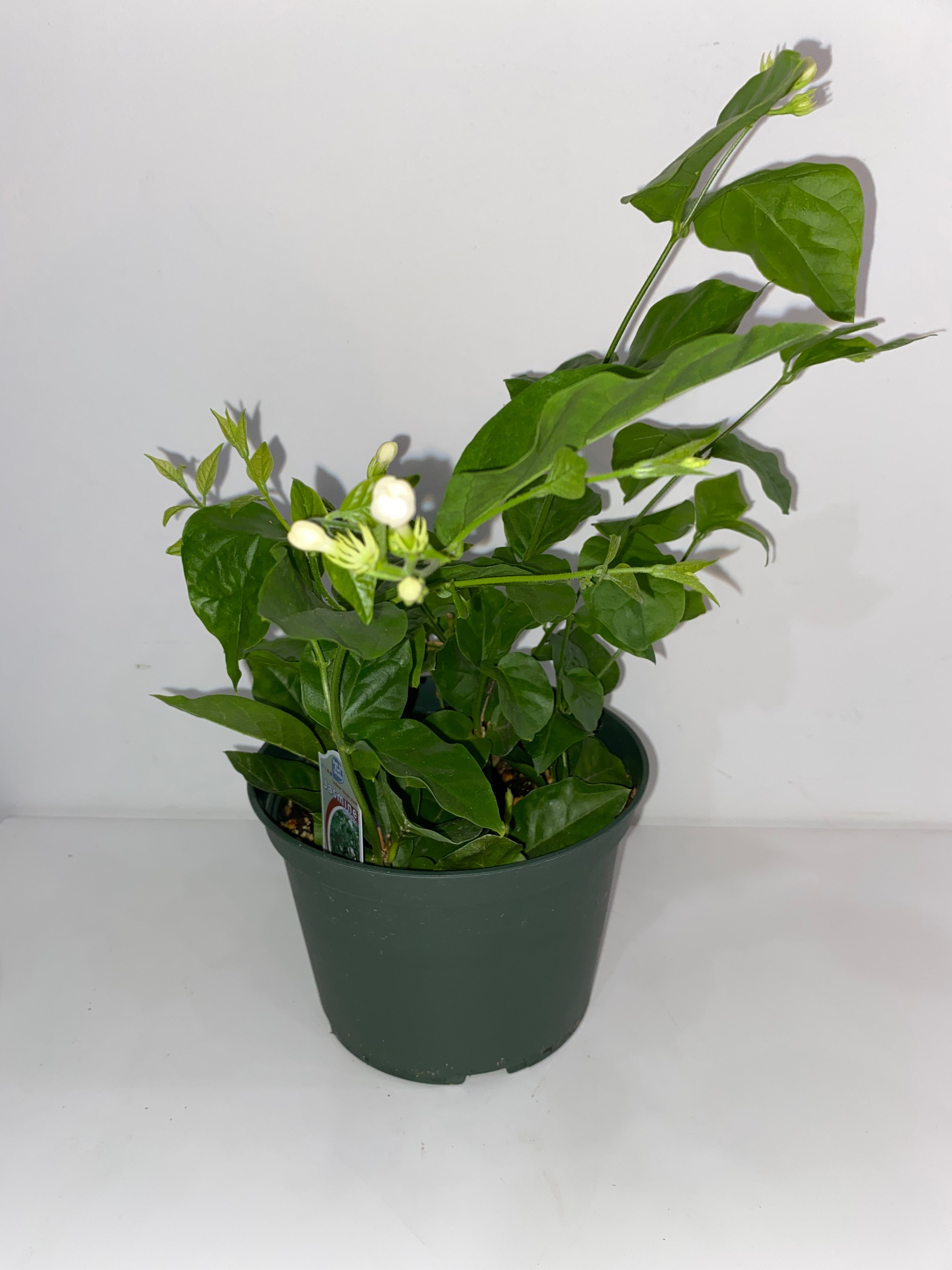 JASMINE D4C2JNKUTFJR5FBQKGOGWGVP.jpeg