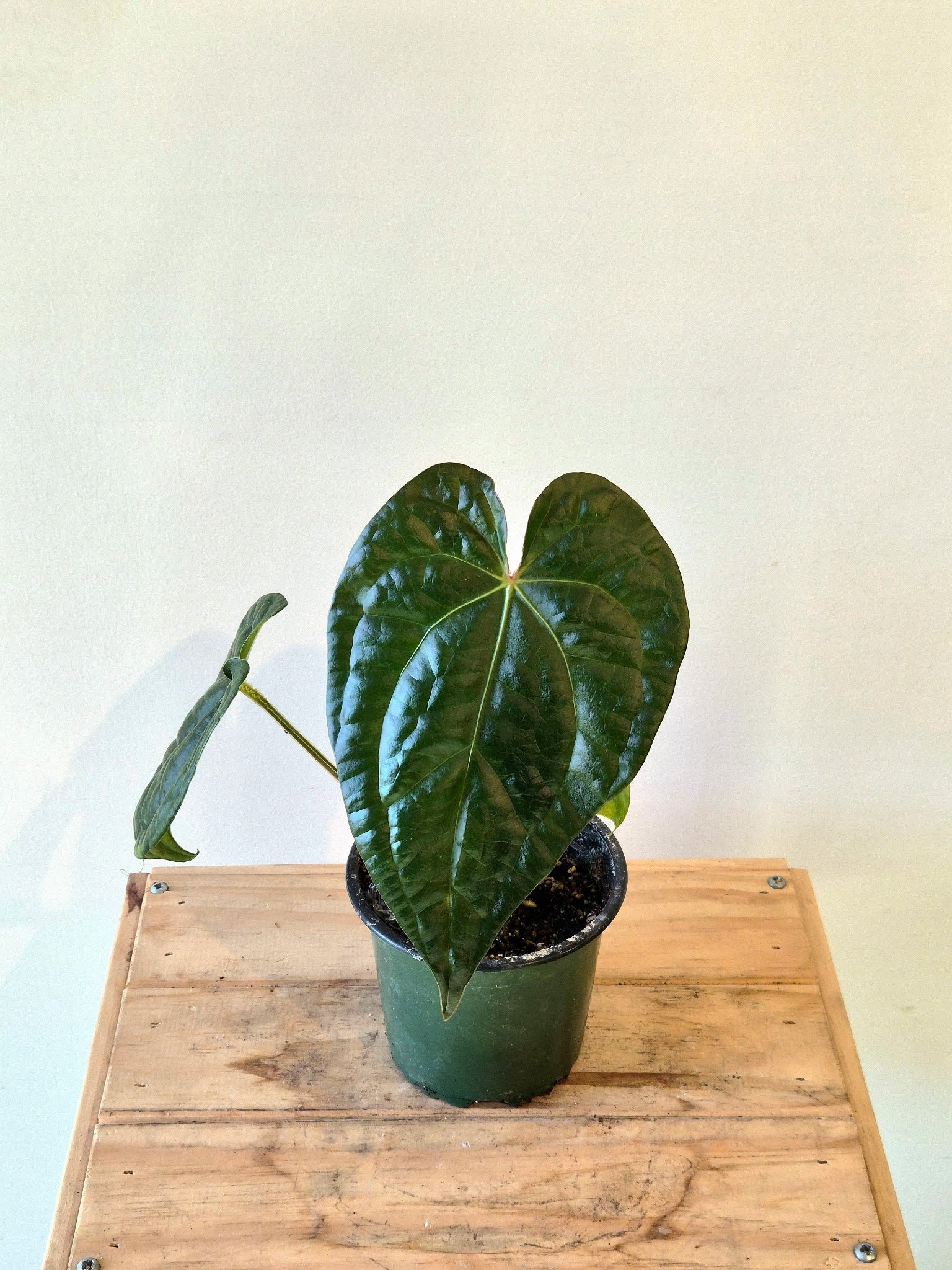 Anthurium magnificum silver x luxurians | Sprout Calgary
