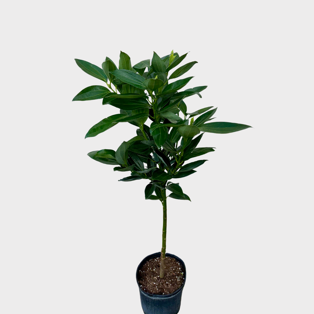 japanese bonsai trees for sale AVERGO Bonsai Tree Kit Classic - 5X Unique Japanese Bonzai Trees