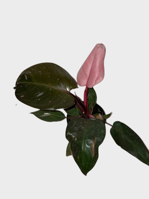 4" Philodendron Pink Princess | Sprout Calgary
