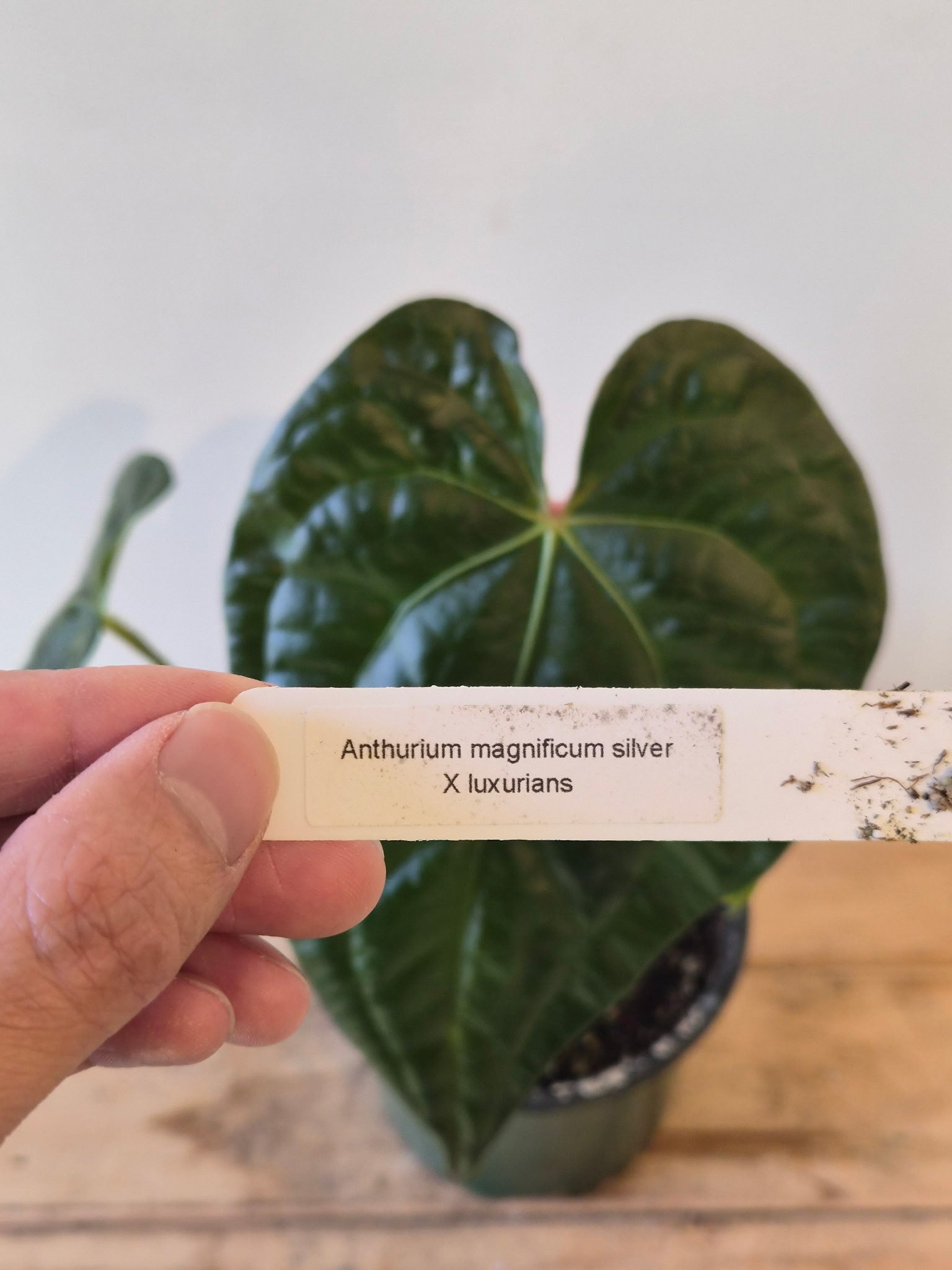 Anthurium magnificum silver x luxurians | Sprout Calgary