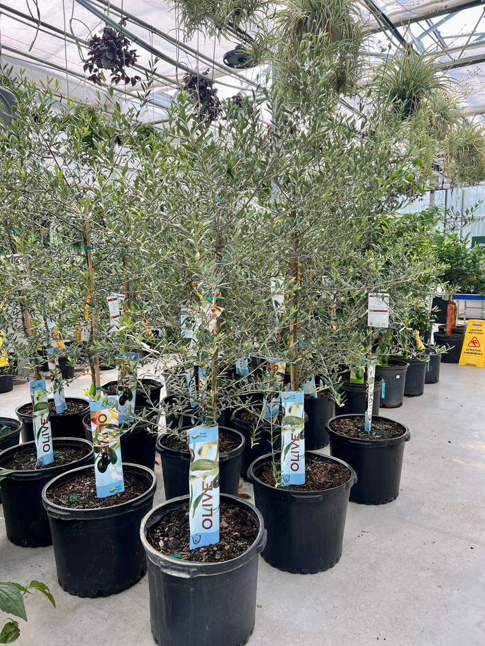 7-9 Foot Olive Tree 15 GAL Pot Sprout Calgary