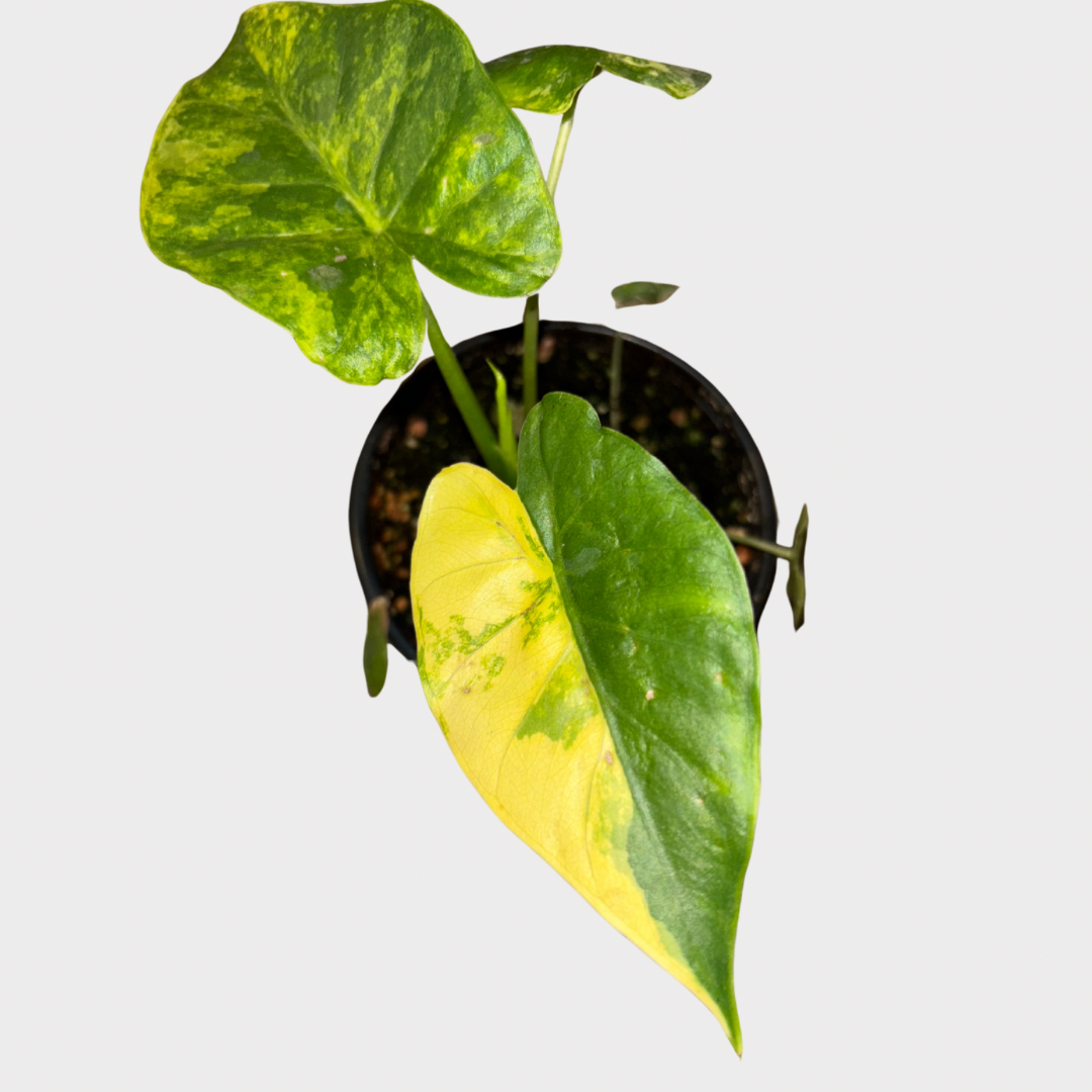4" Alocasia Gigantea Aurea Variegated | Sprout Calgary