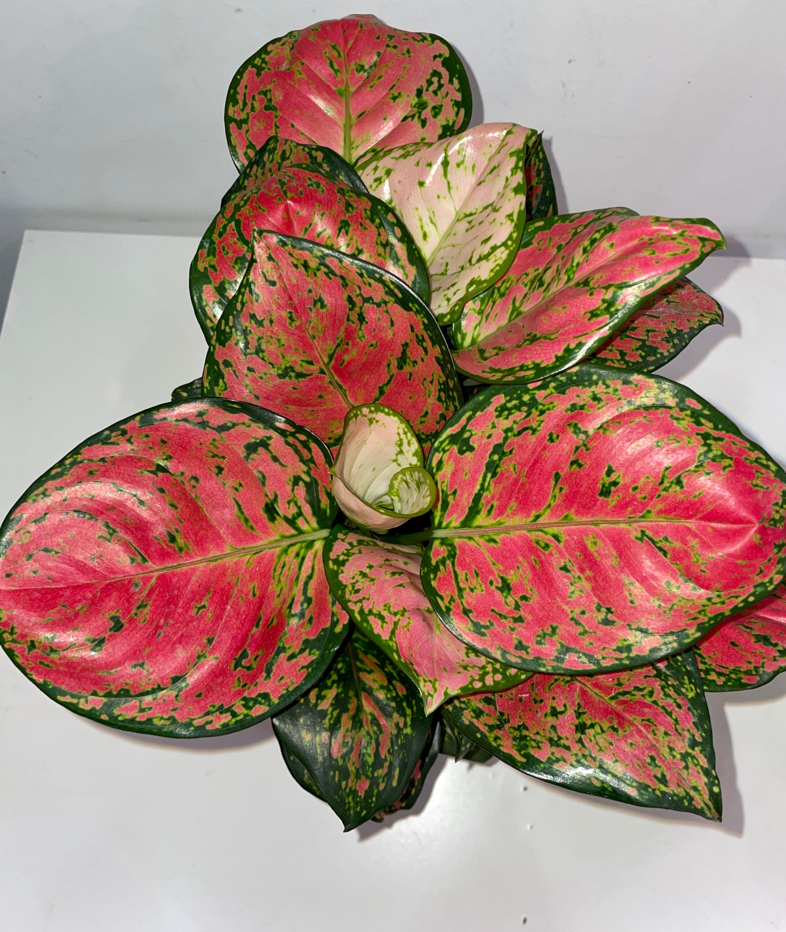 indoor cheese plant Monstera adansonii, Swiss Cheese Plant  Plant and People