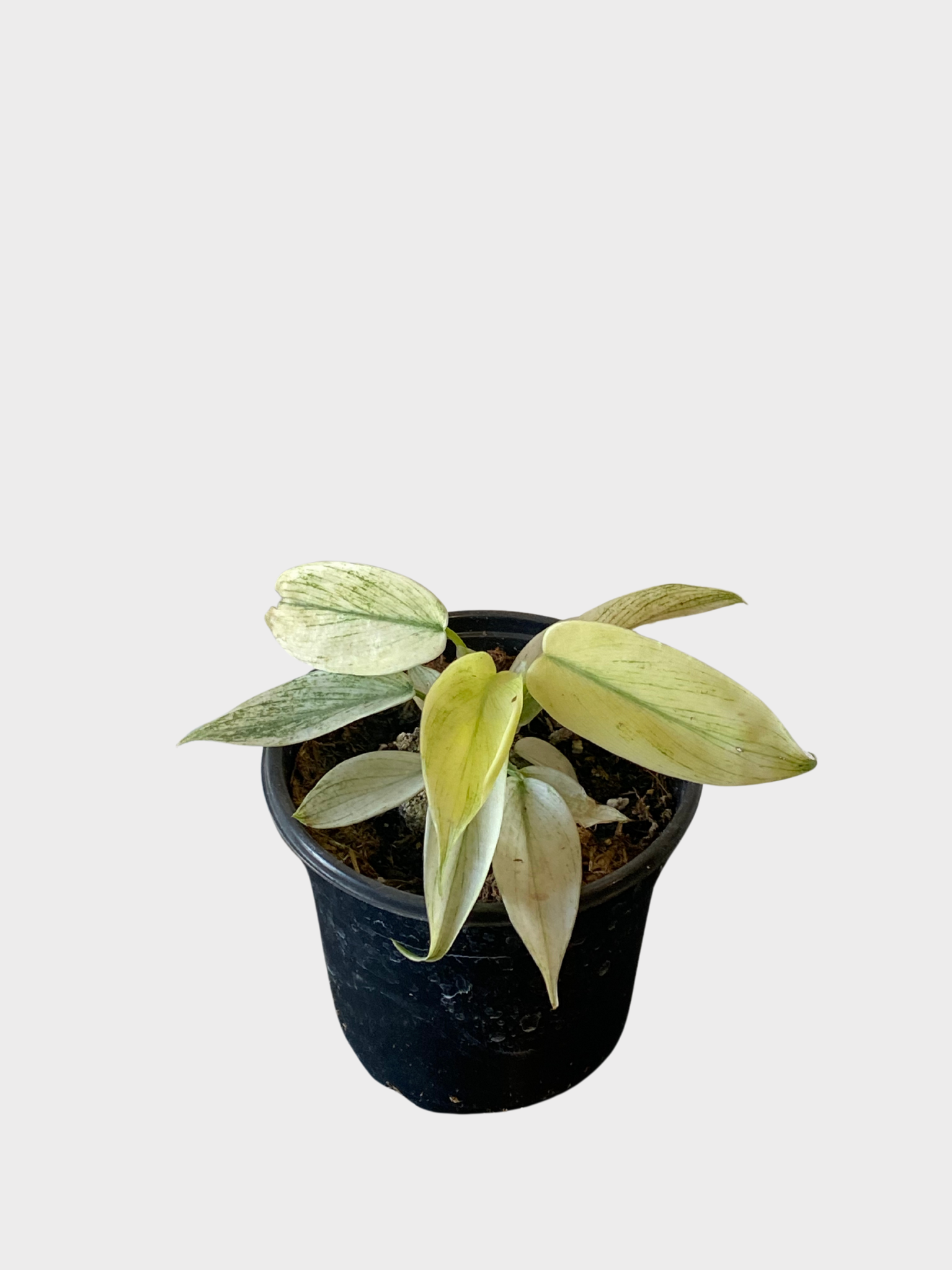 monstera esquelto Monstera Esqueleto – plantandstories