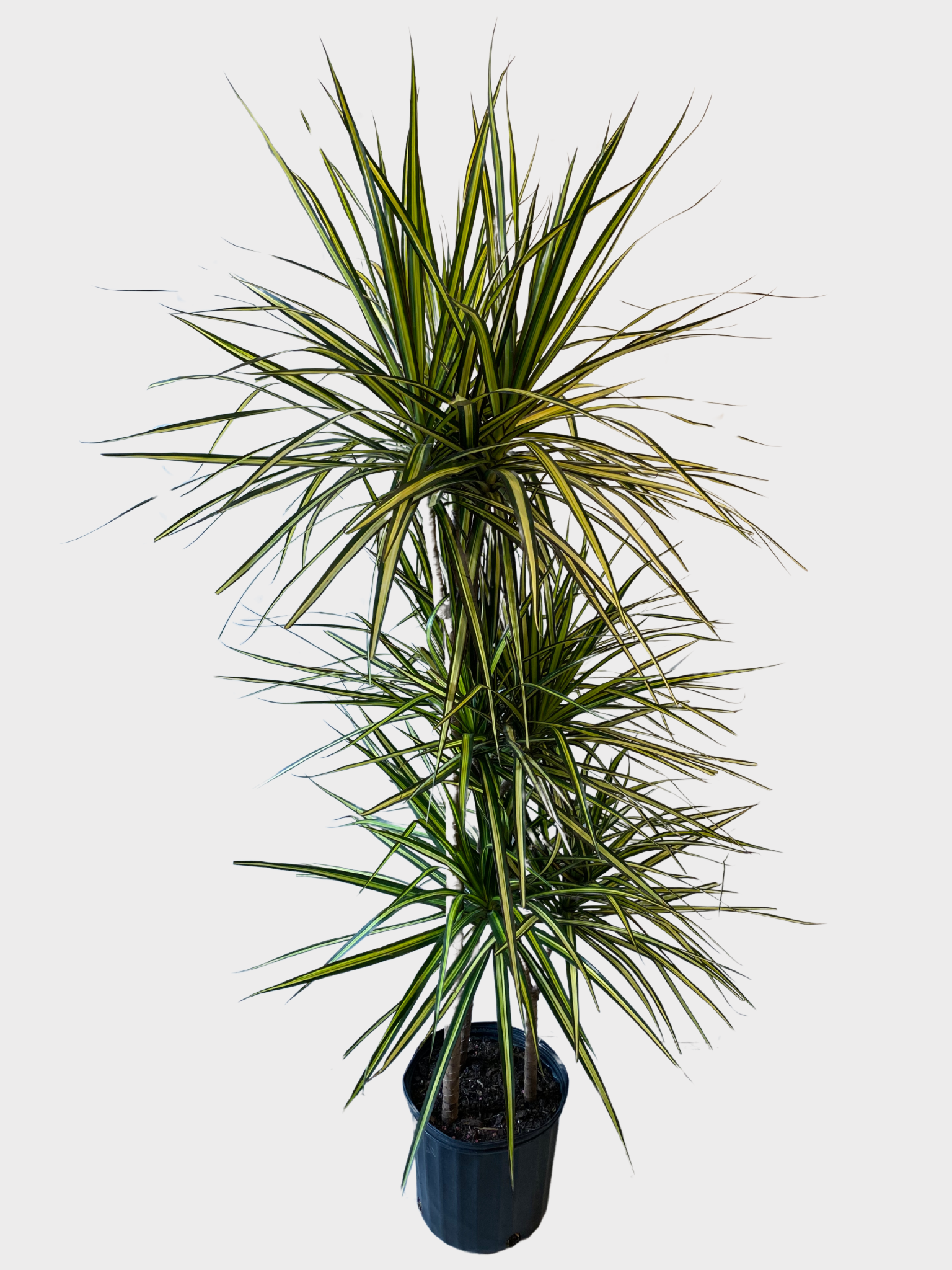 10" Dracaena Marginata 3 Canes Staggered Kiwi | Sprout Calgary