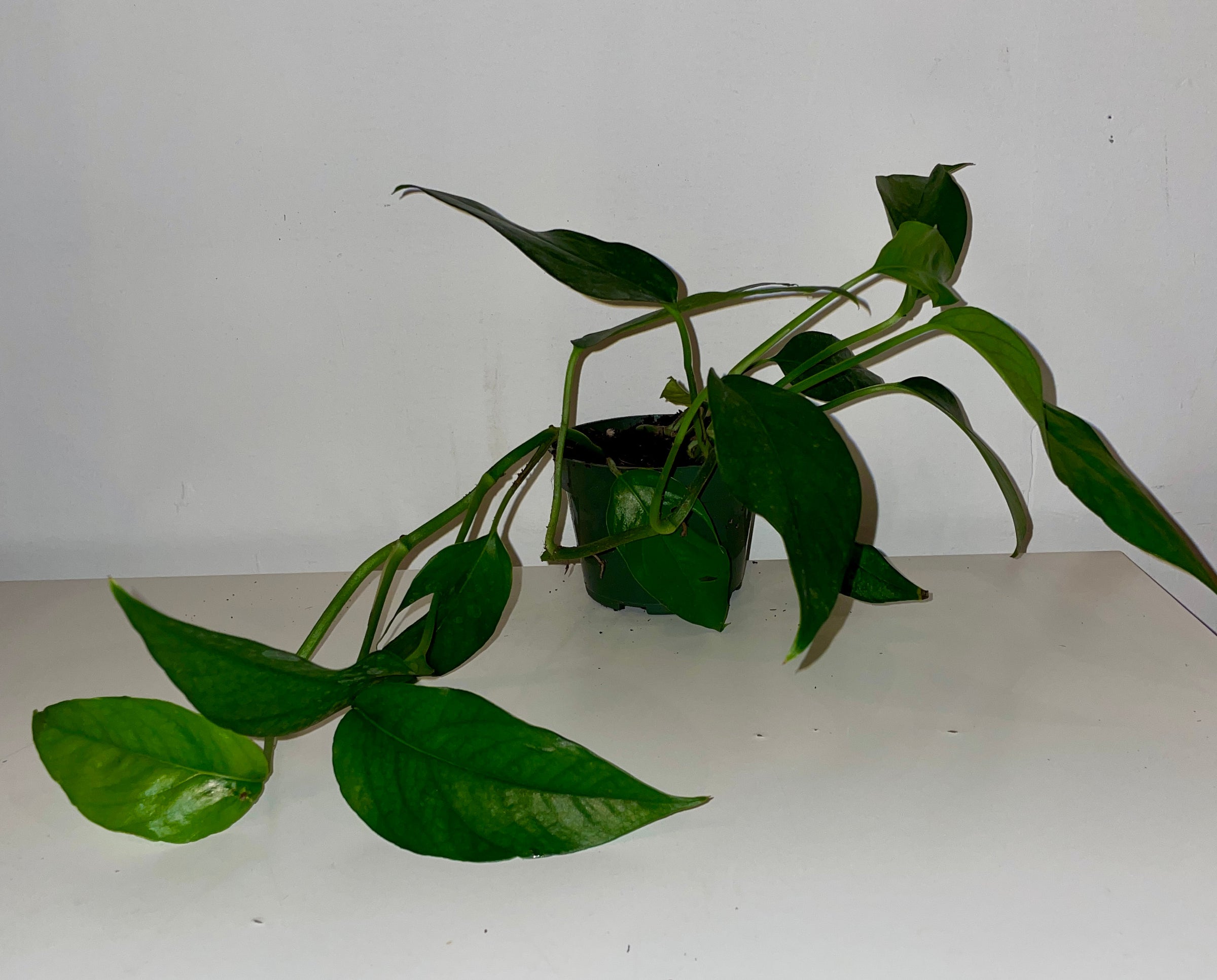 antique plant stands indoor Antique French plant stand main image 0