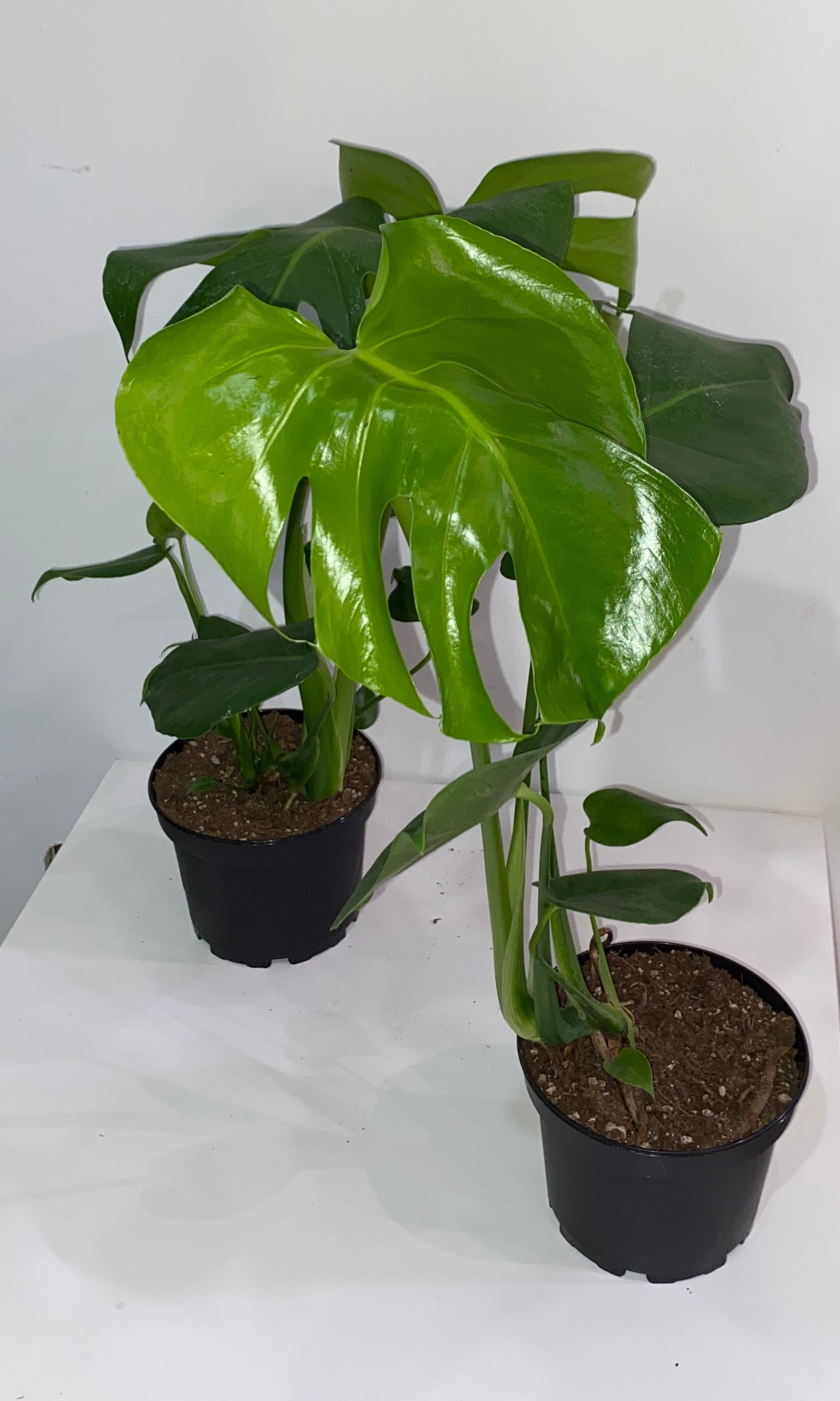 6" Monstera Deliciosa | Sprout Calgary