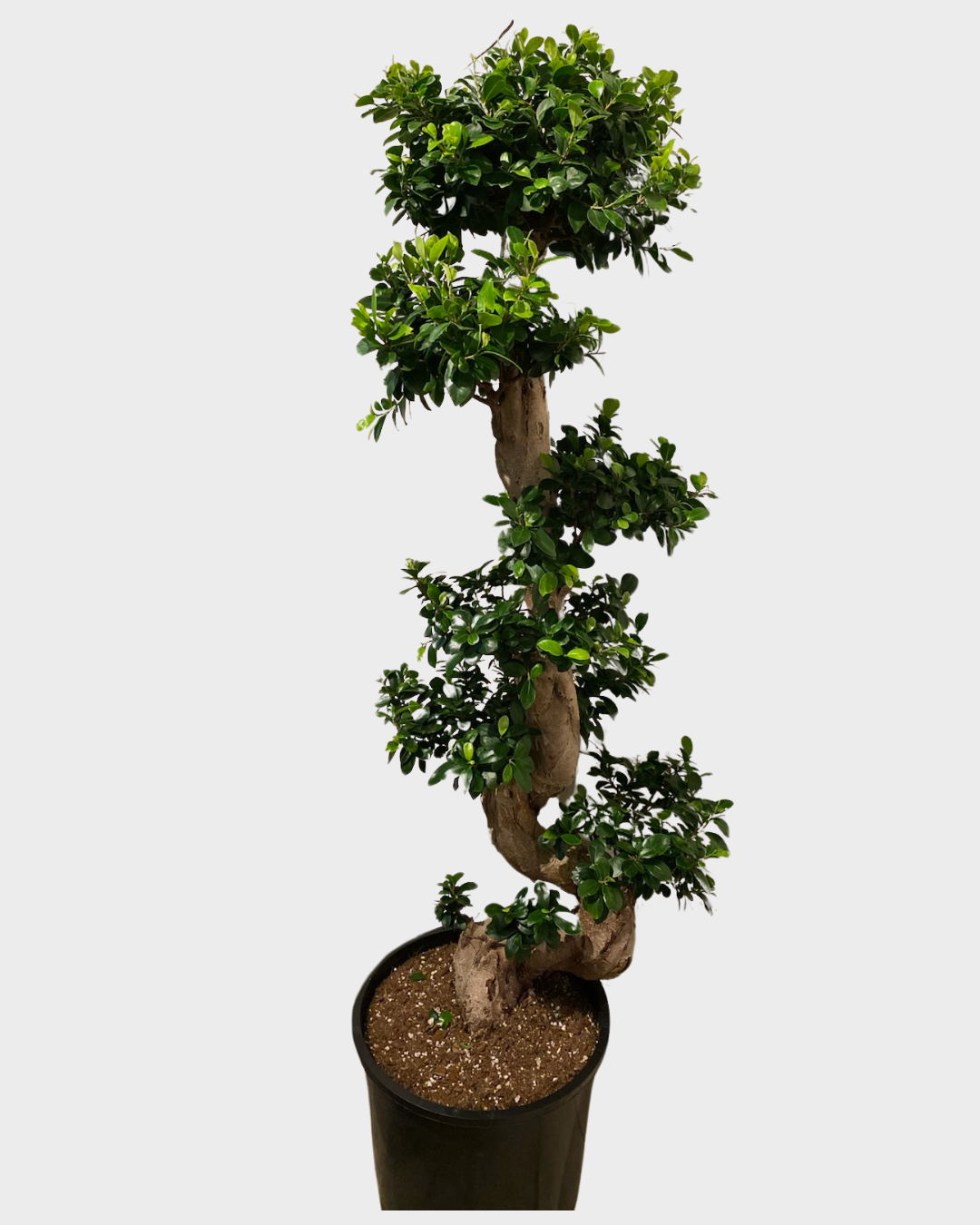 14" Ficus Ginseng Bonsai XL S Shape 5 FT-Ficus Microcarpa | Sprout Calgary