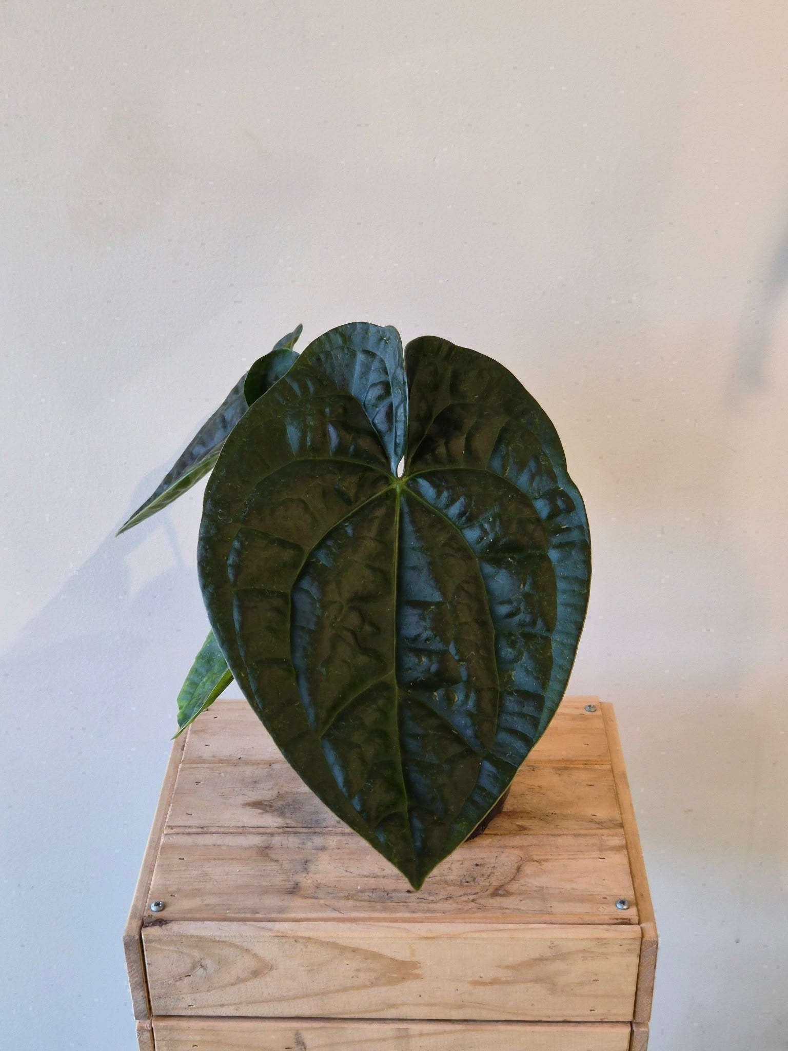 anthurium delta Anthurium carlablackiae x 'Delta Force' main image 1