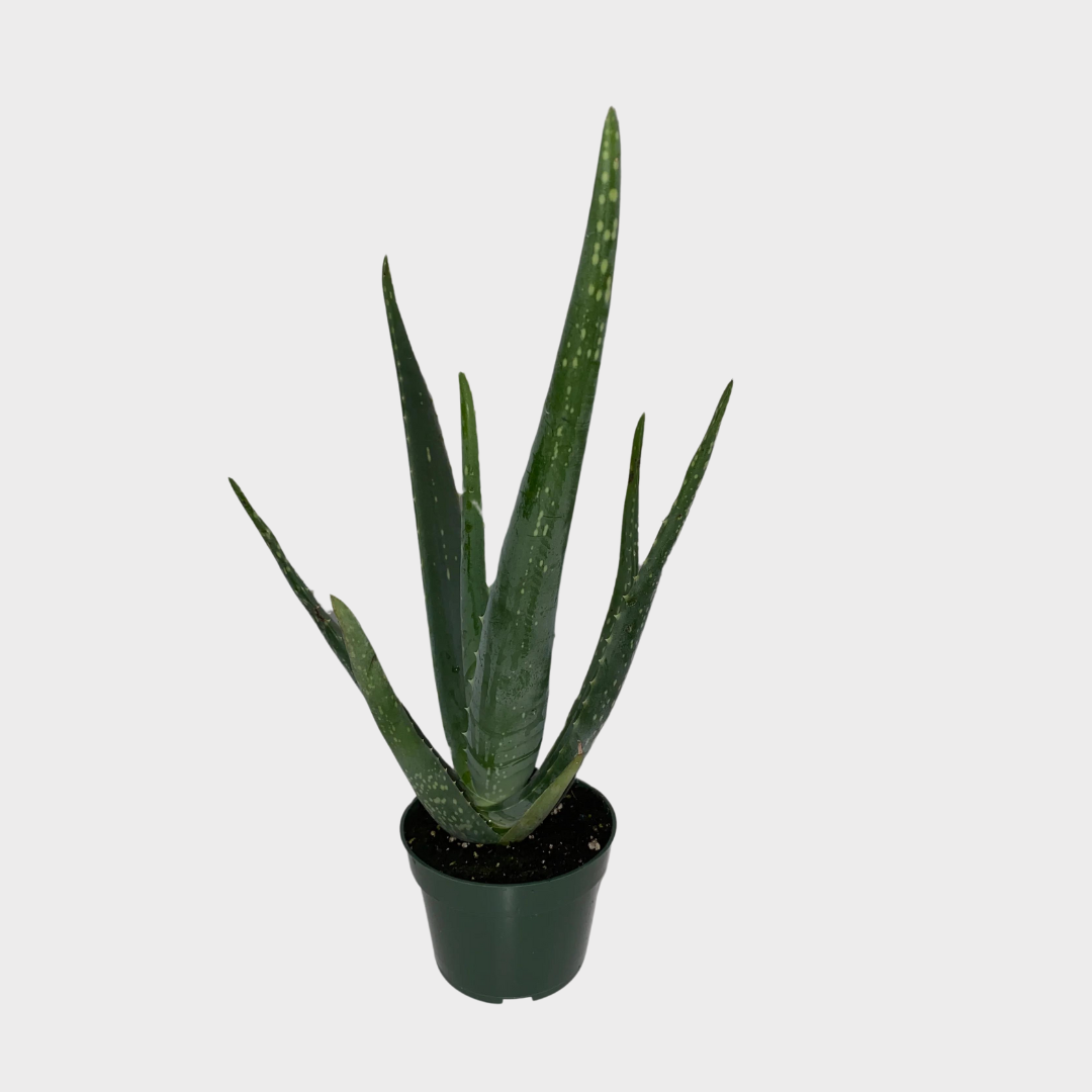 dry skin aloe vera gel HYALURONIC COOL GEL Super-Soothing Organic Aloe Vera Body Treatment   Biovne Barcelona