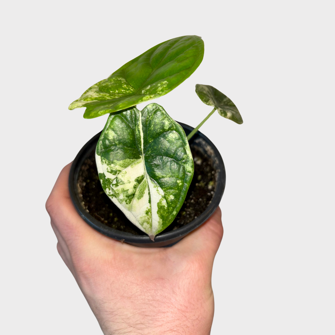 Alocasia Dragonscale Variegated | Sprout Calgary