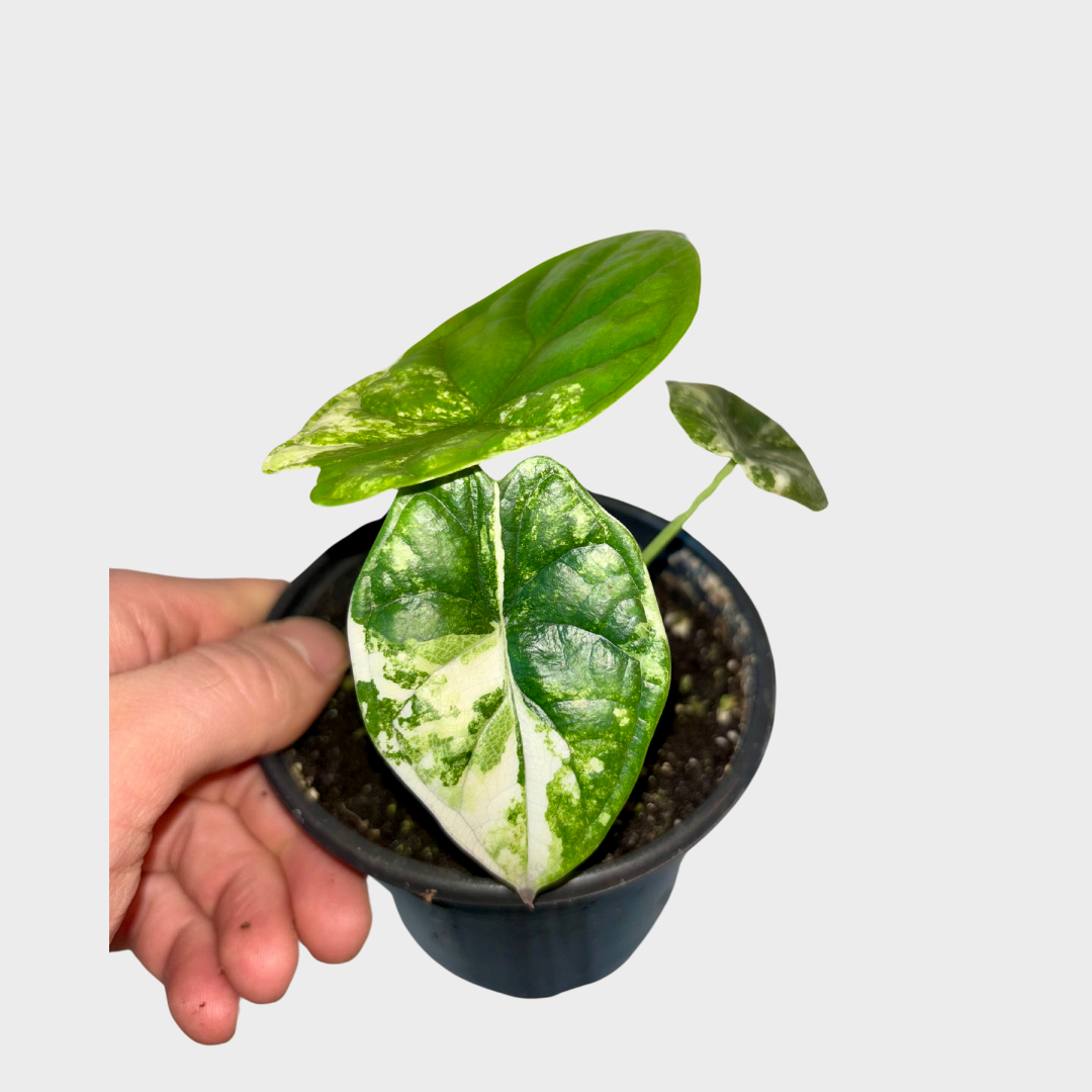 Alocasia Dragonscale Variegated | Sprout Calgary