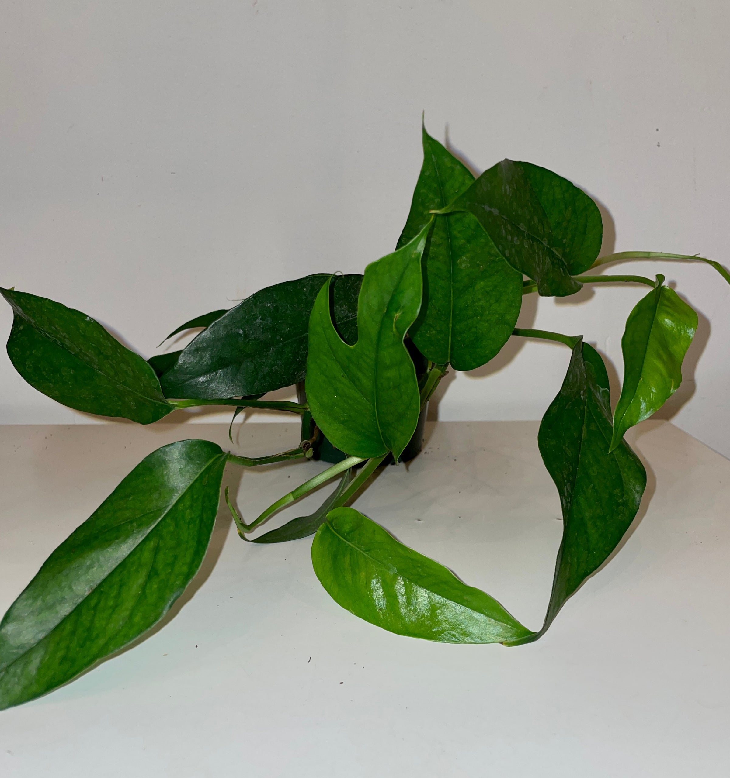 4" Baltic Blue Pothos | Sprout Calgary