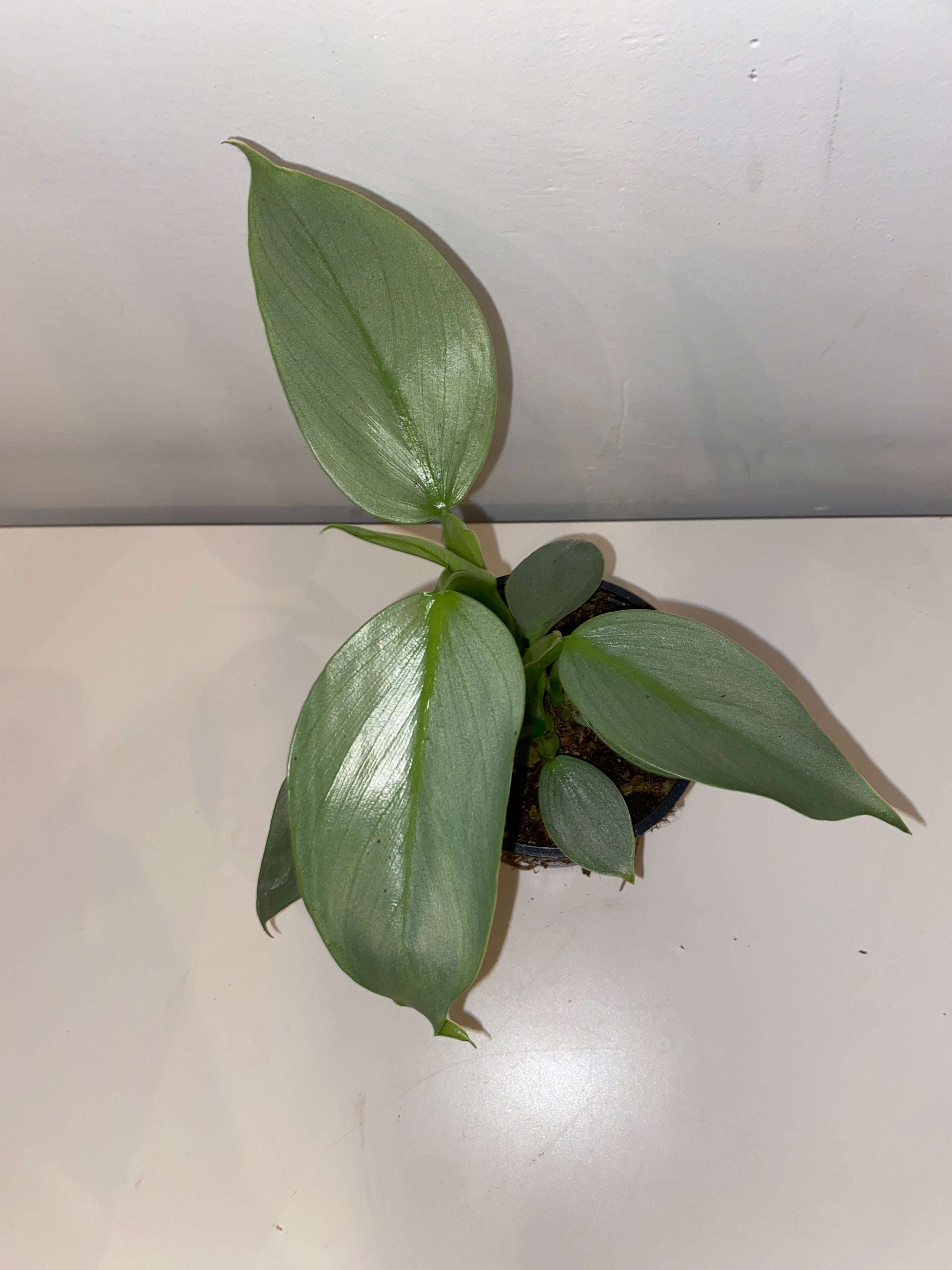golden pothos in the wild Golden Pothos 6"