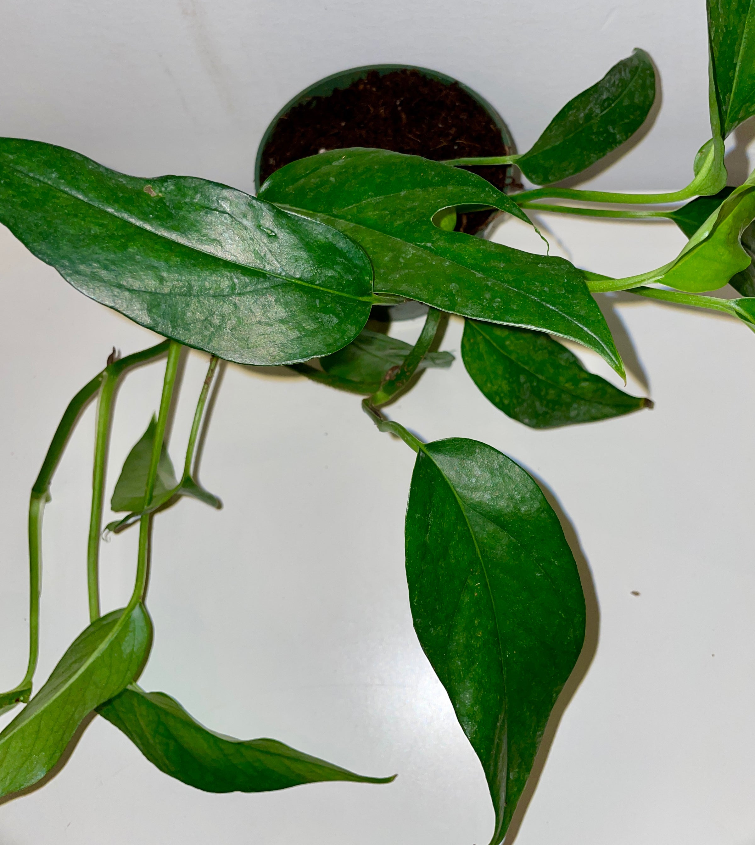 golden pothos aquarium Golden Pothos (Epipremnum aureum) Bare Root -- Aquatic Arts