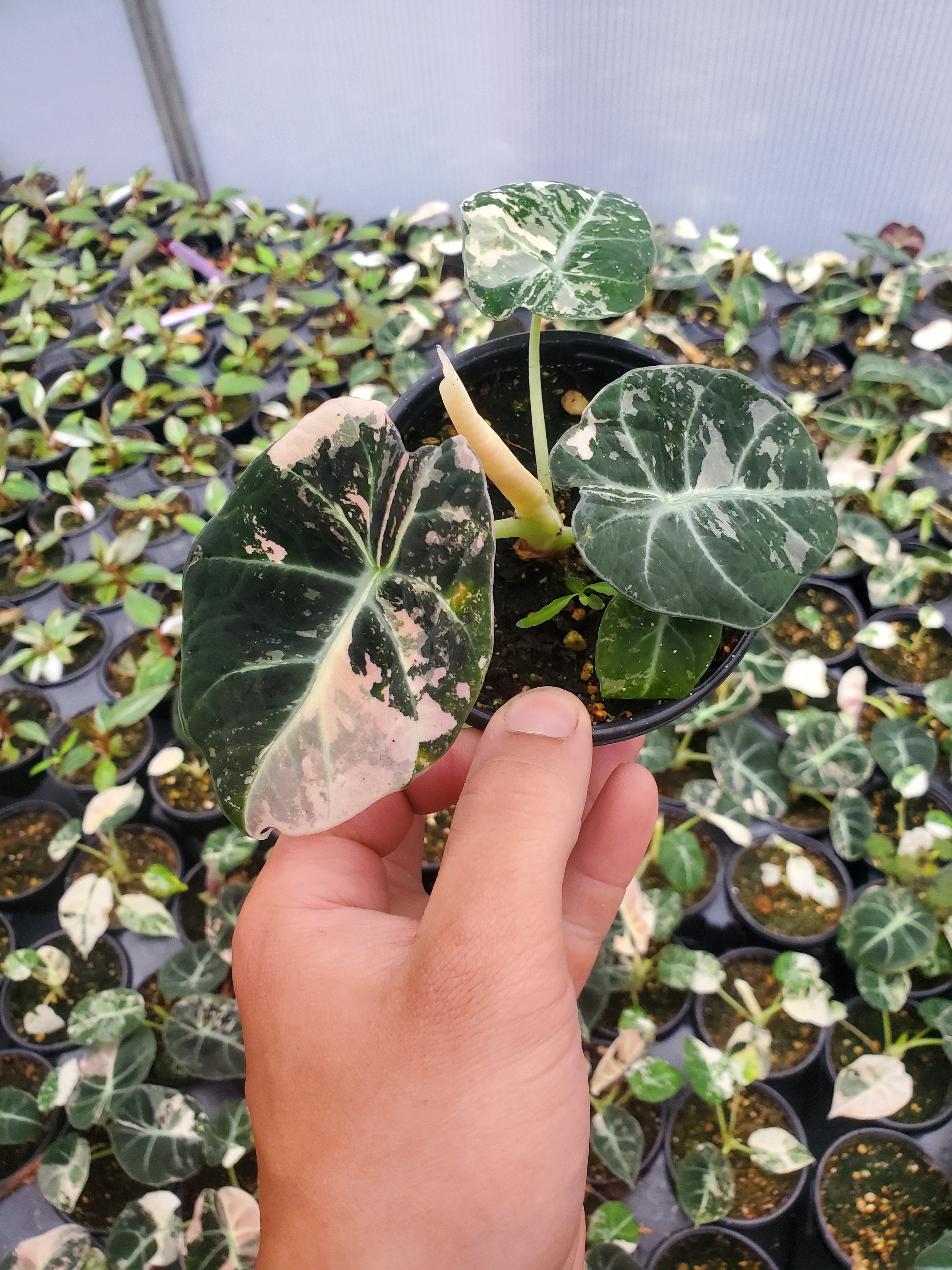 【WAWA】 black velvet variegata Alocasia black velvet variegated – Aroid Market
