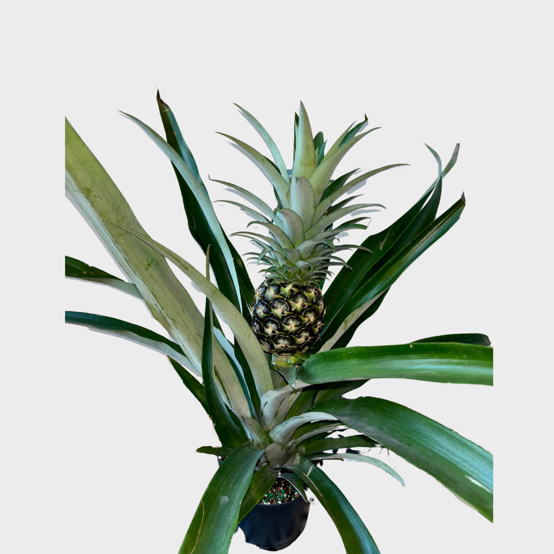 6" Pineapple Plant | Sprout Calgary