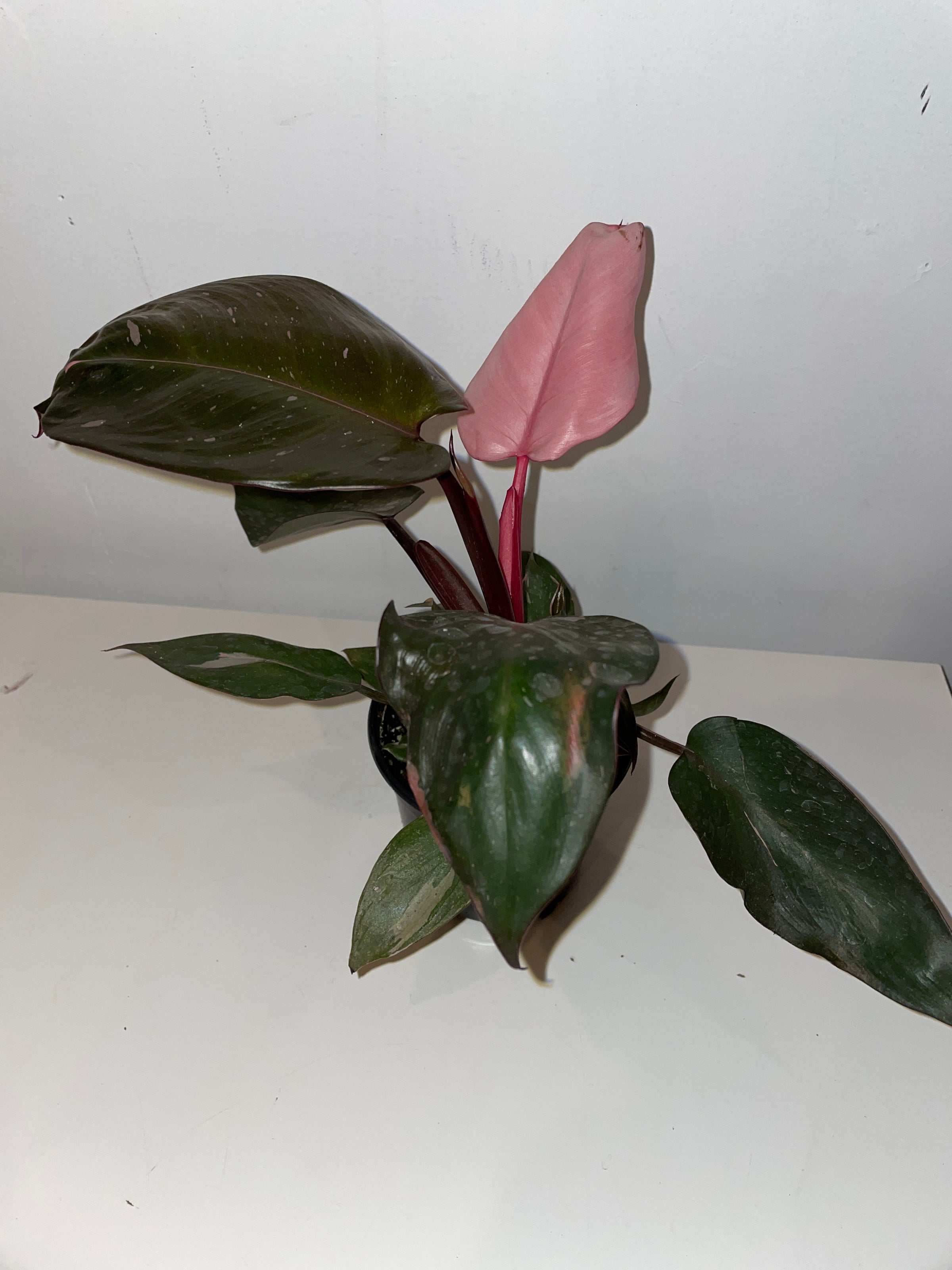 buy philodendron painted lady Painted Lady Philodendron – Lichtenfelt's main image 0