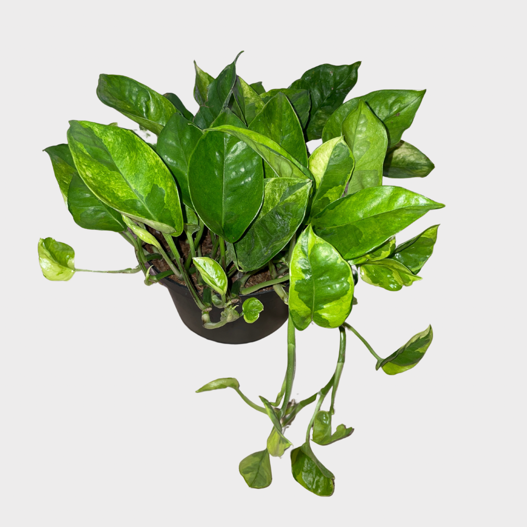 6 Pothos Lemon Meringue | Sprout Calgary