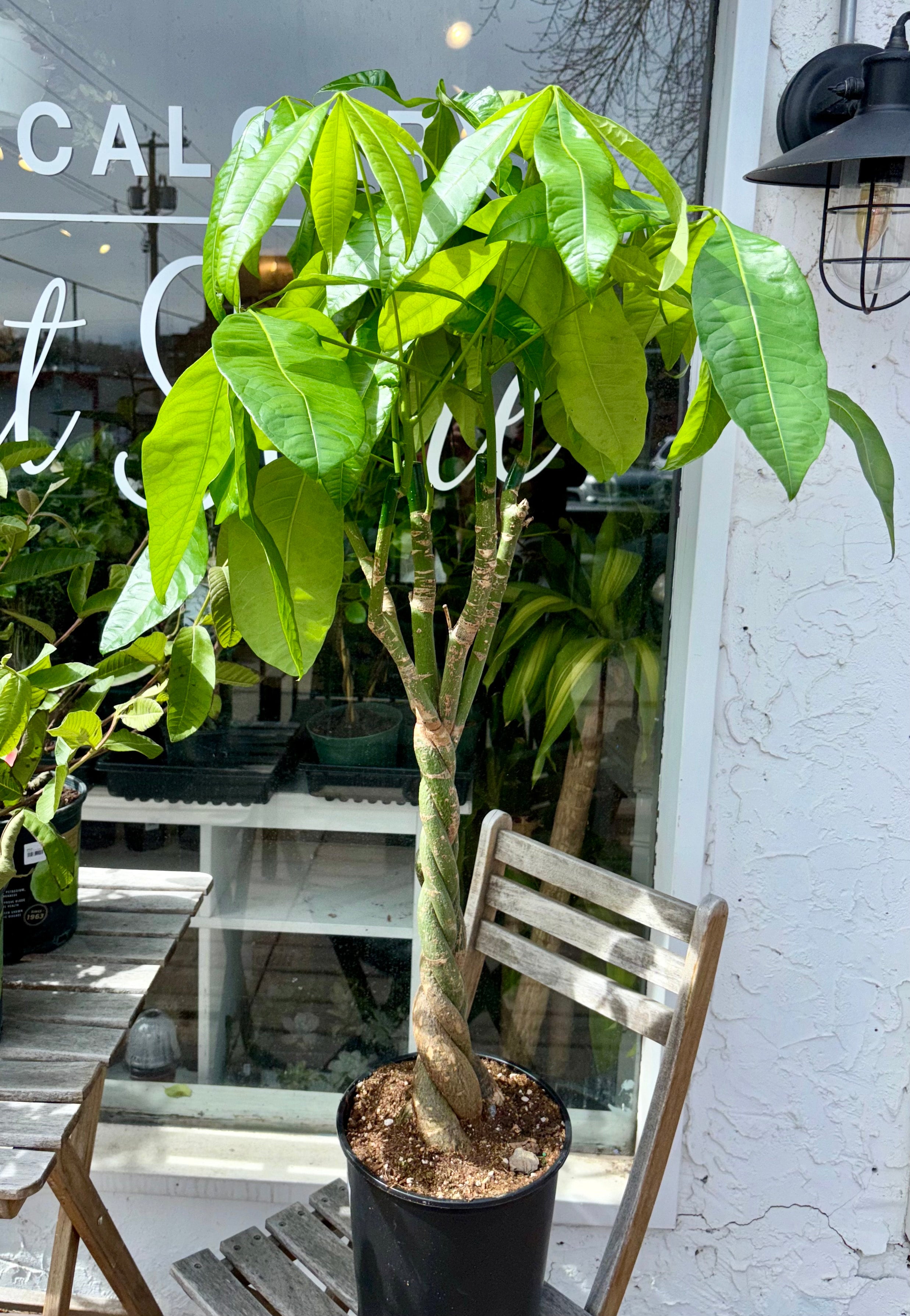 Money Tree 4-5 Feet Tall - 10" Pot | Sprout Calgary