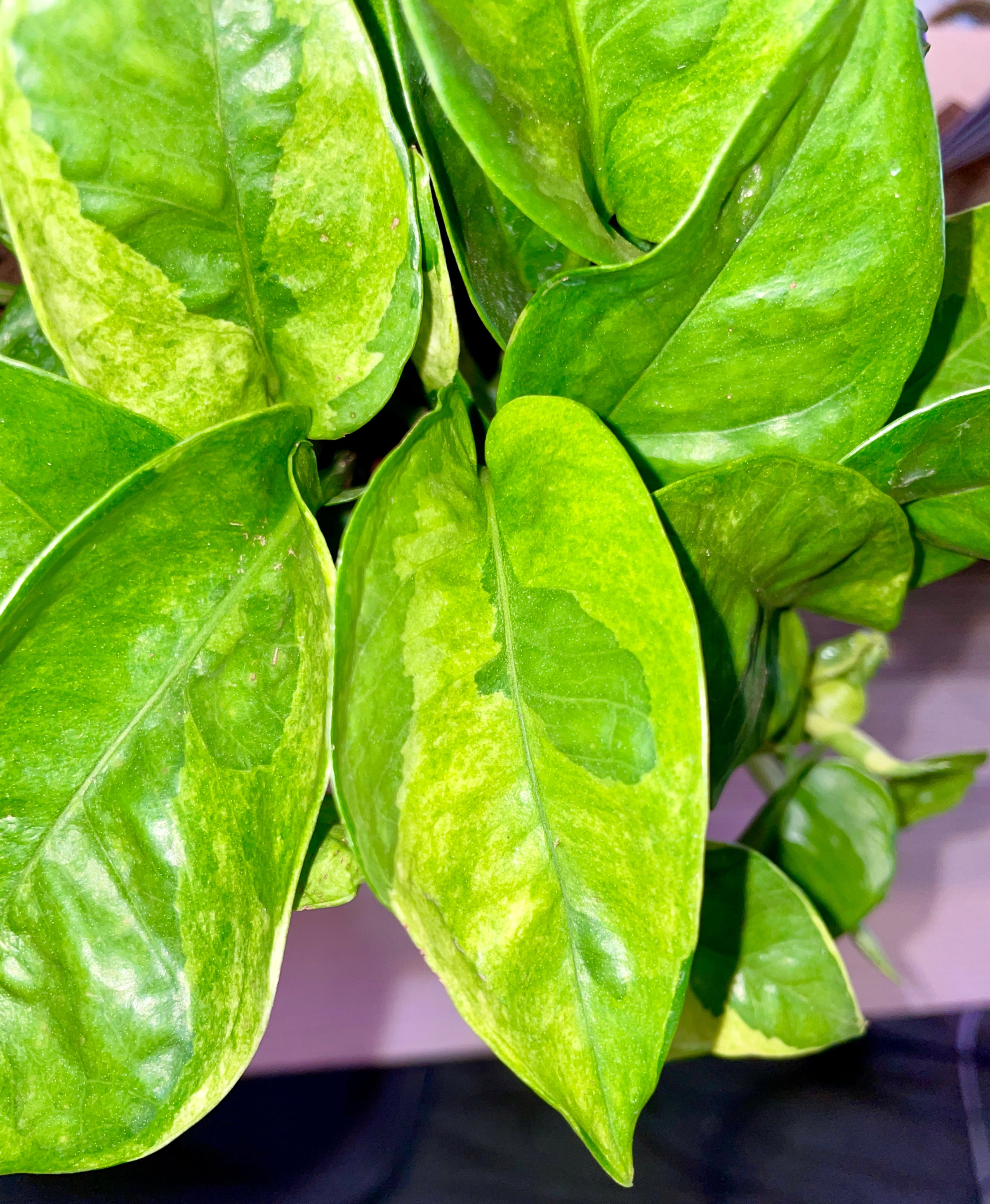 6 Pothos Lemon Meringue | Sprout Calgary