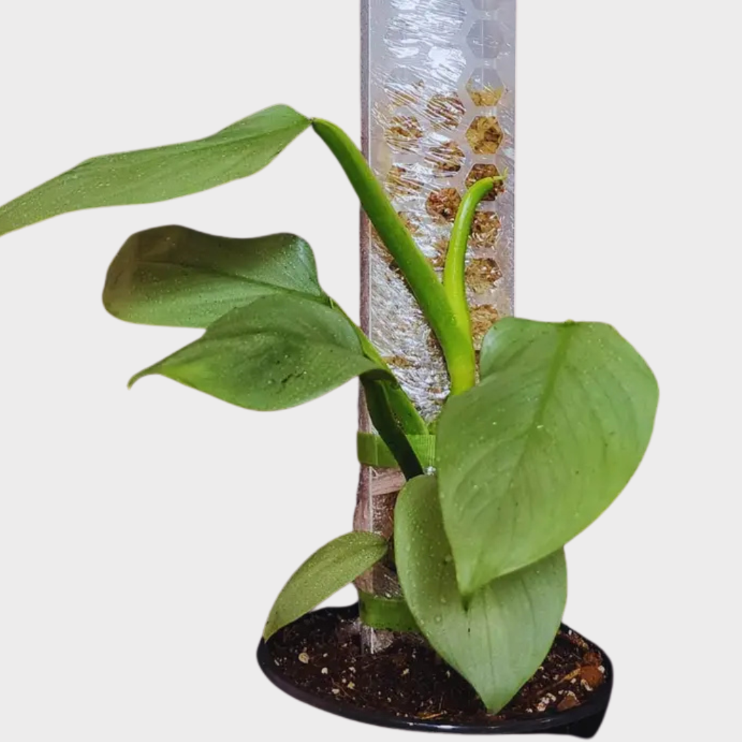 5 inch plant pots Sankh Planter 5 Inch