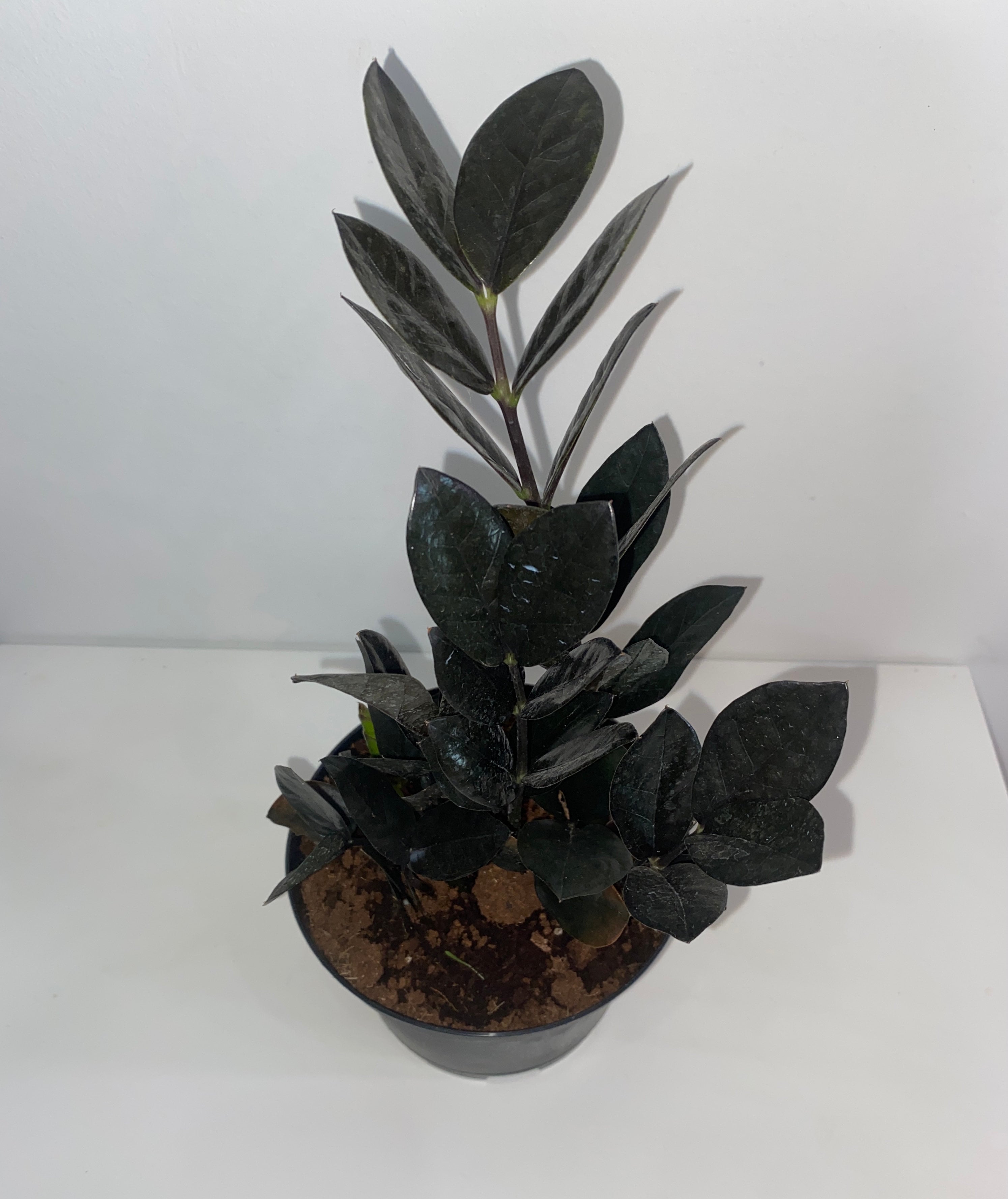 central florida tree philodendron Philodendron "Florida Green Terrarium Plant