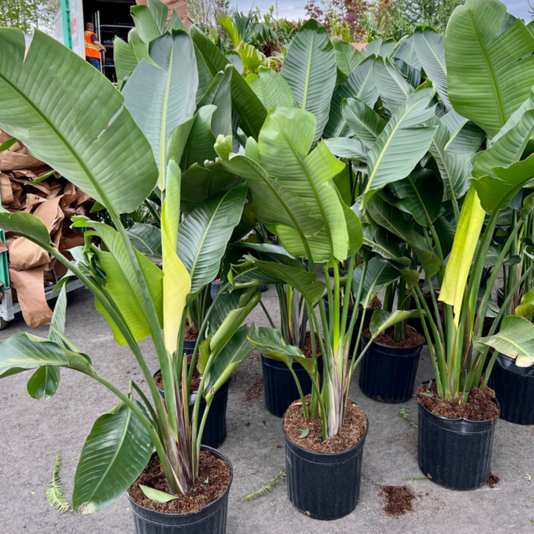 10” Birds of Paradise 4.5-5 Tall | Sprout Calgary