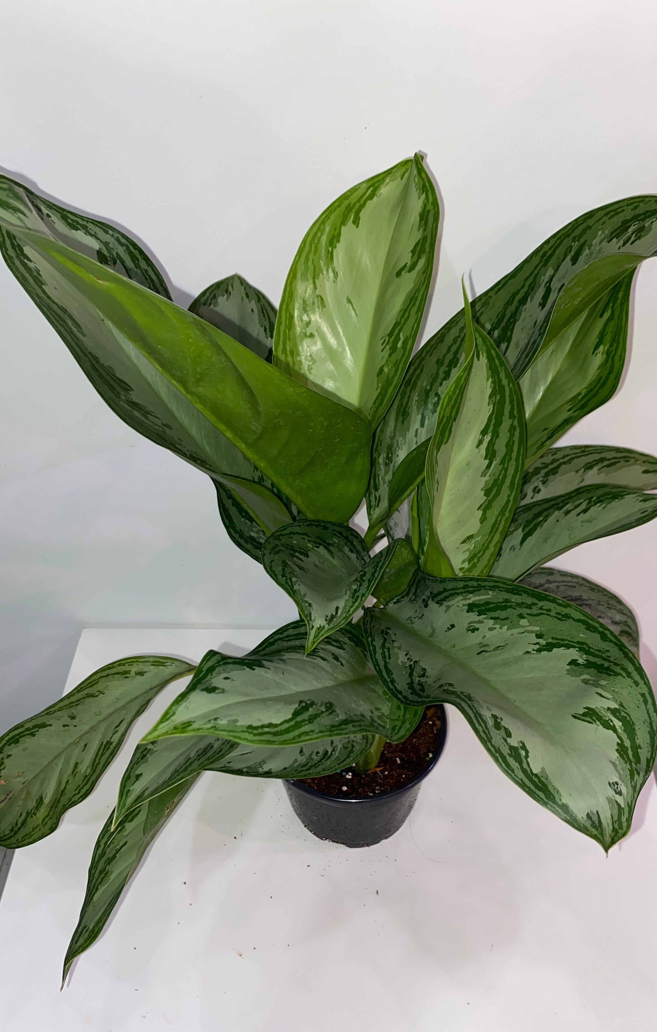 6" Aglaonema Silver Bay | Sprout Calgary