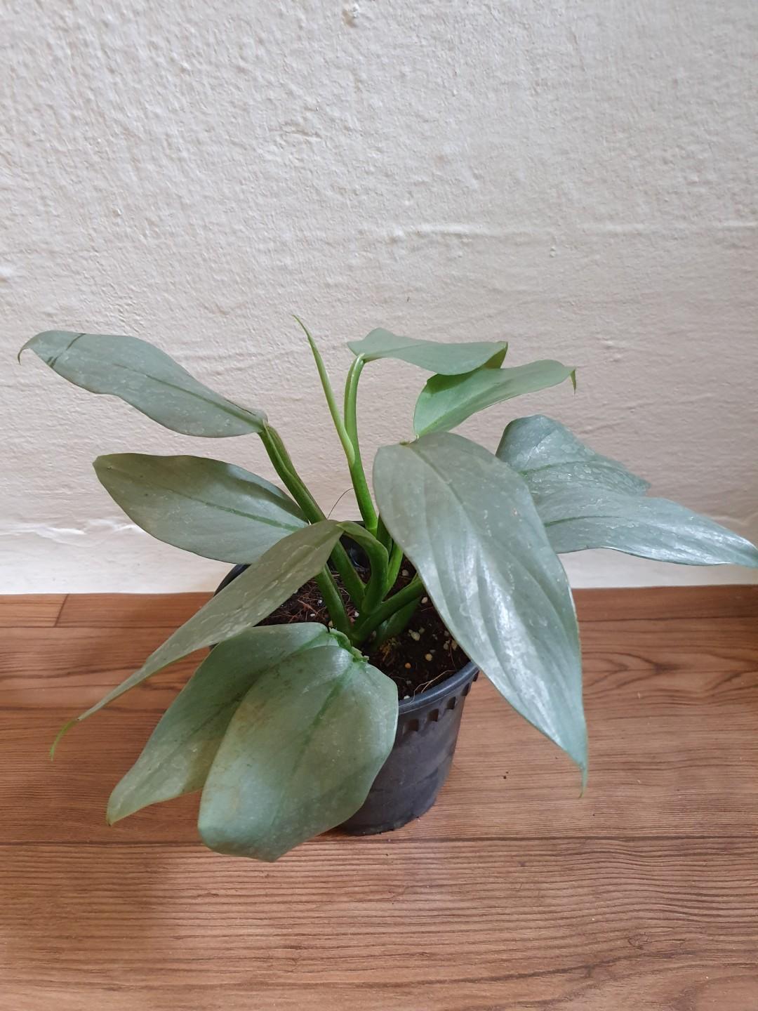 4" Silver Sword Philodendron | Sprout Calgary