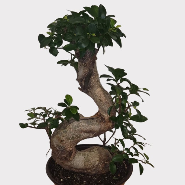 Bonsai Trees | Sprout Calgary