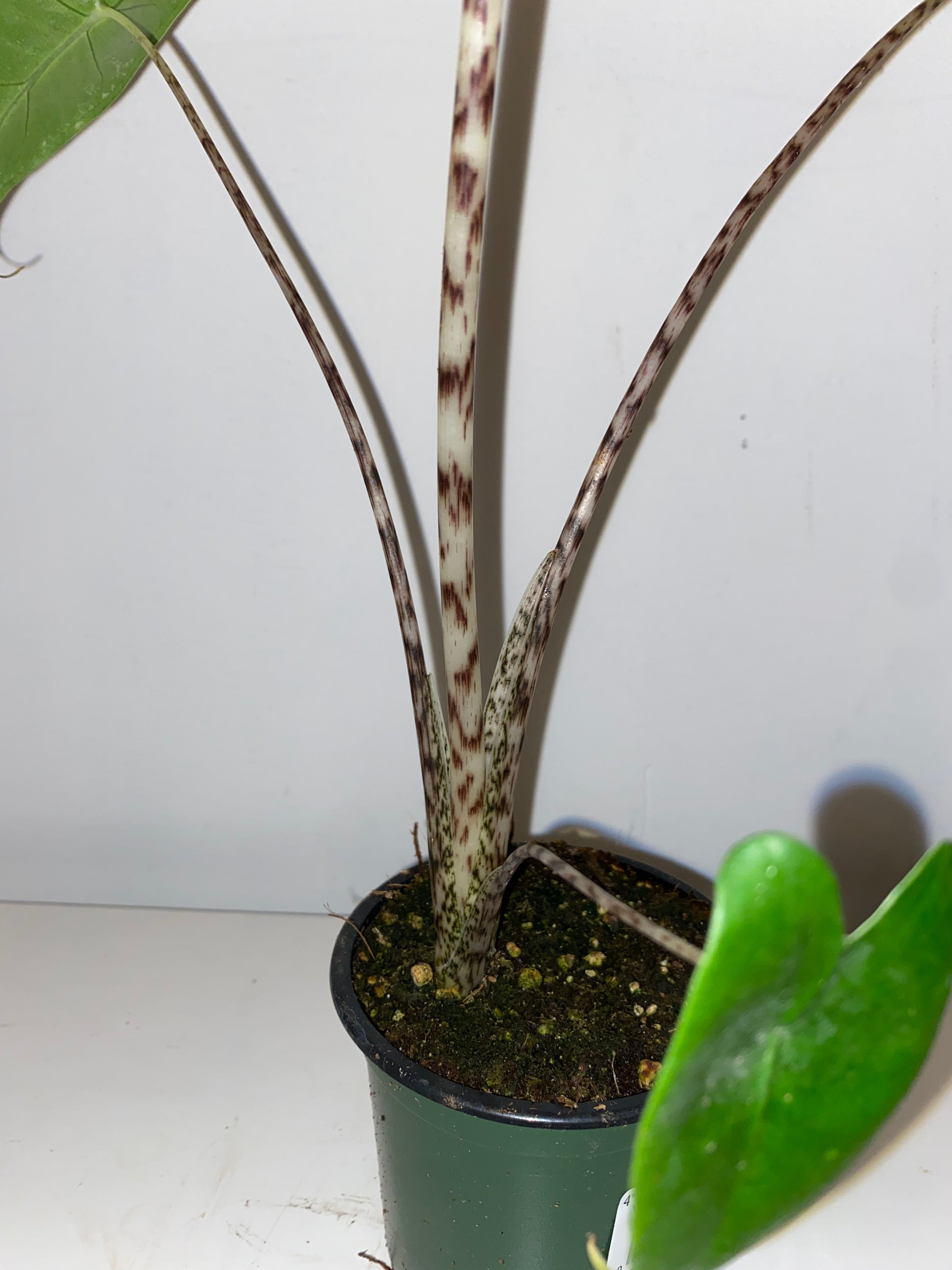 4" Alocasia Zebrina Tiger | Sprout Calgary