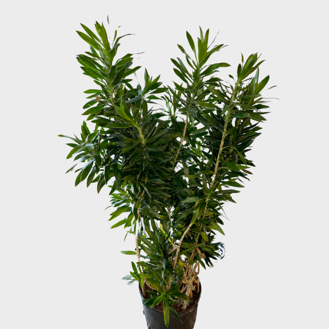 Anita Cane: Dracaena reflexa - 14" Pot - Height: 6.5-7 Feet | Sprout Calgary