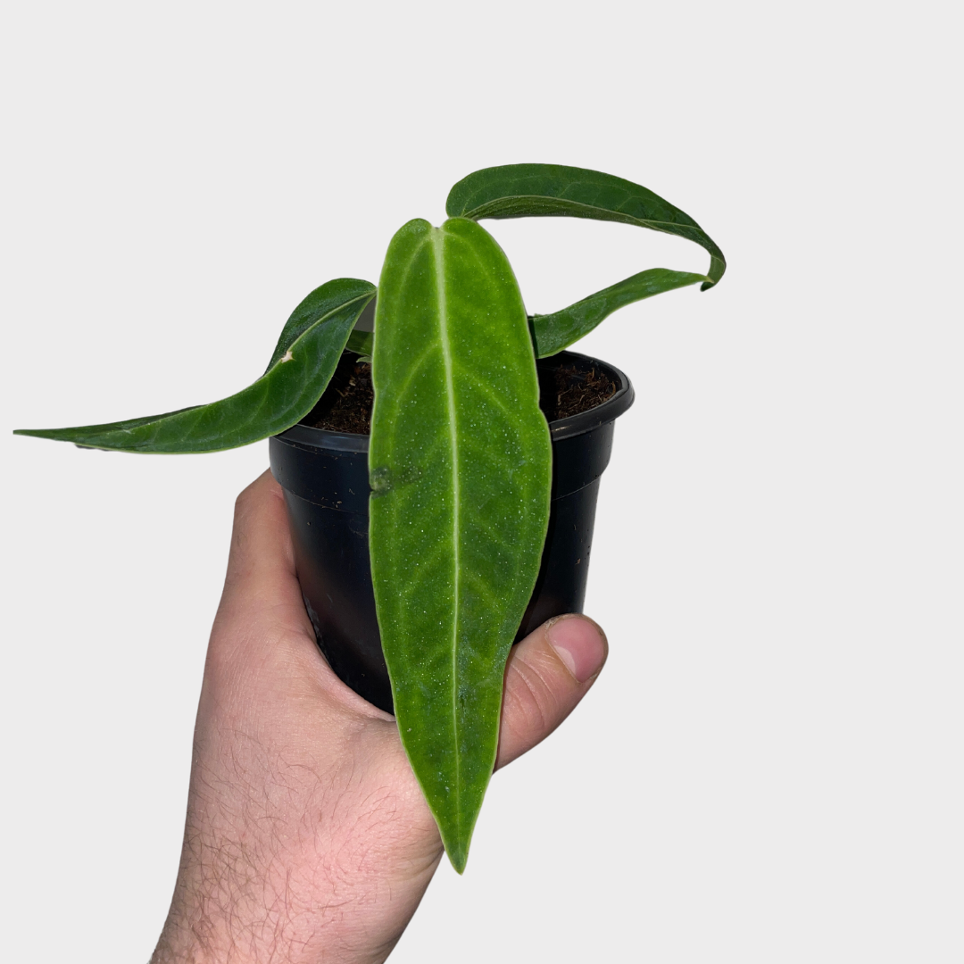fiddle leaf fig cost Ficus Bambino Tree Form Multi, Fiddle Leaf Fig Tree