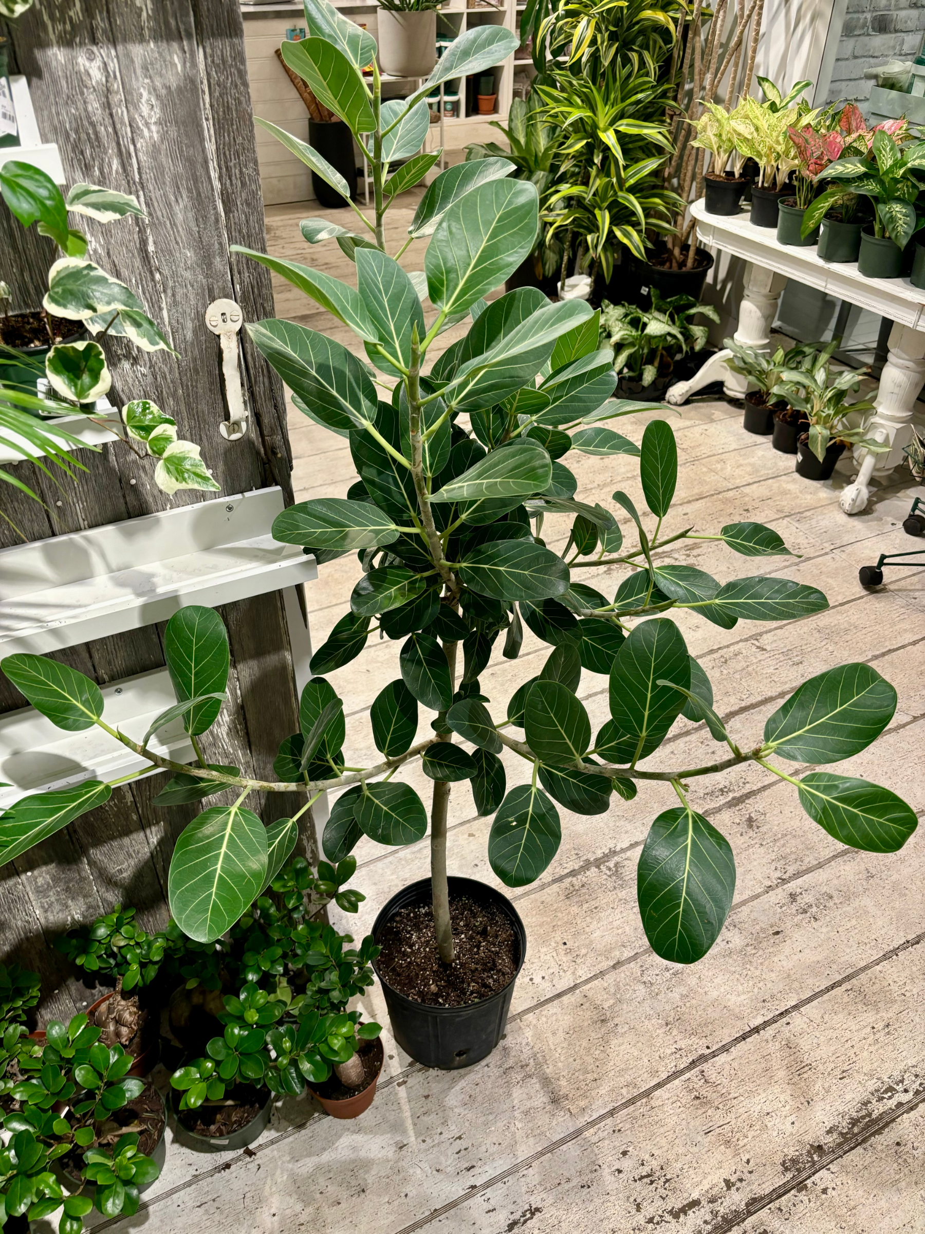 【FICUS】 Vigoro 5 in. Pot Ficus Benjamina Green (Ficus) Tropical