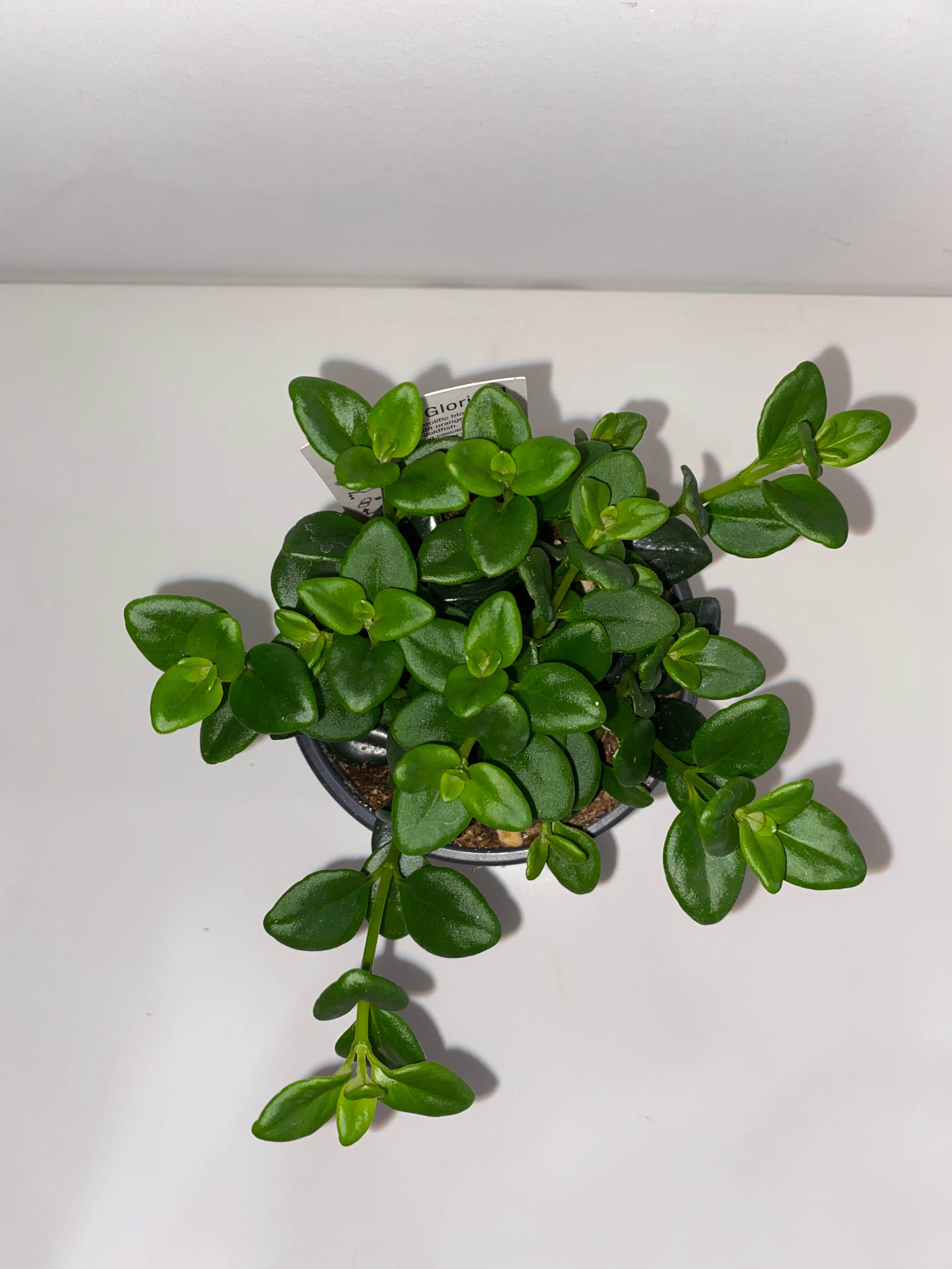 8. Plant Parenthood: Sprout Calgary