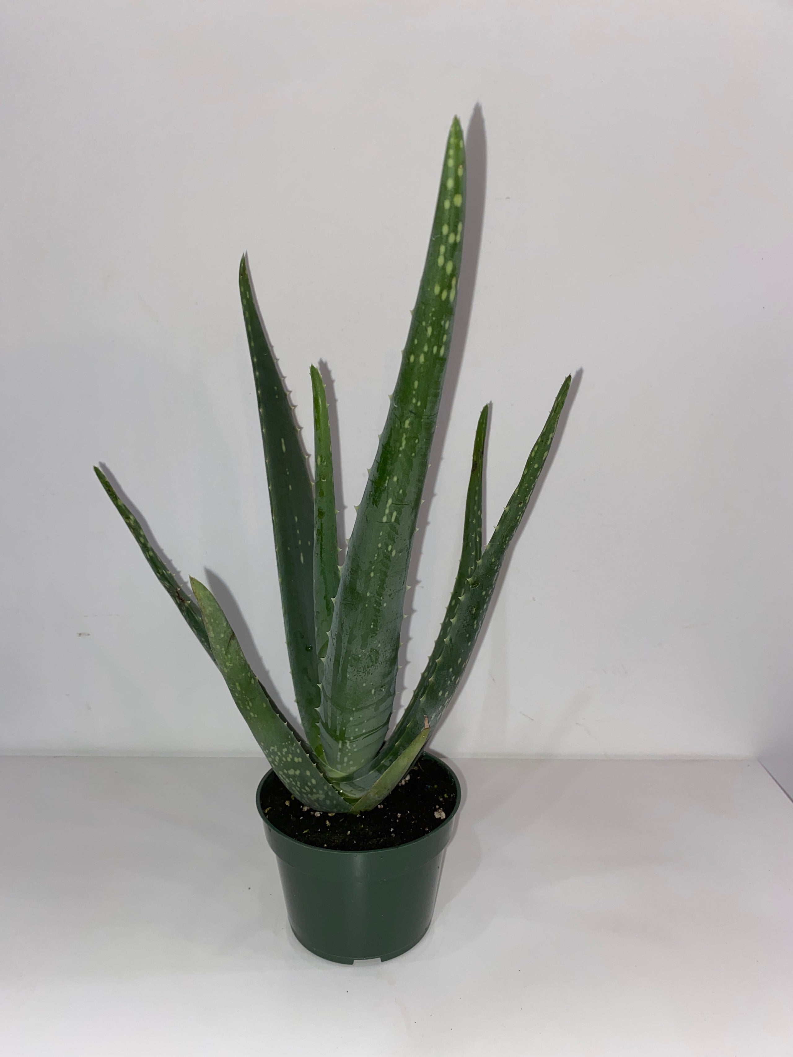 4” Aloe Vera Sprout Calgary