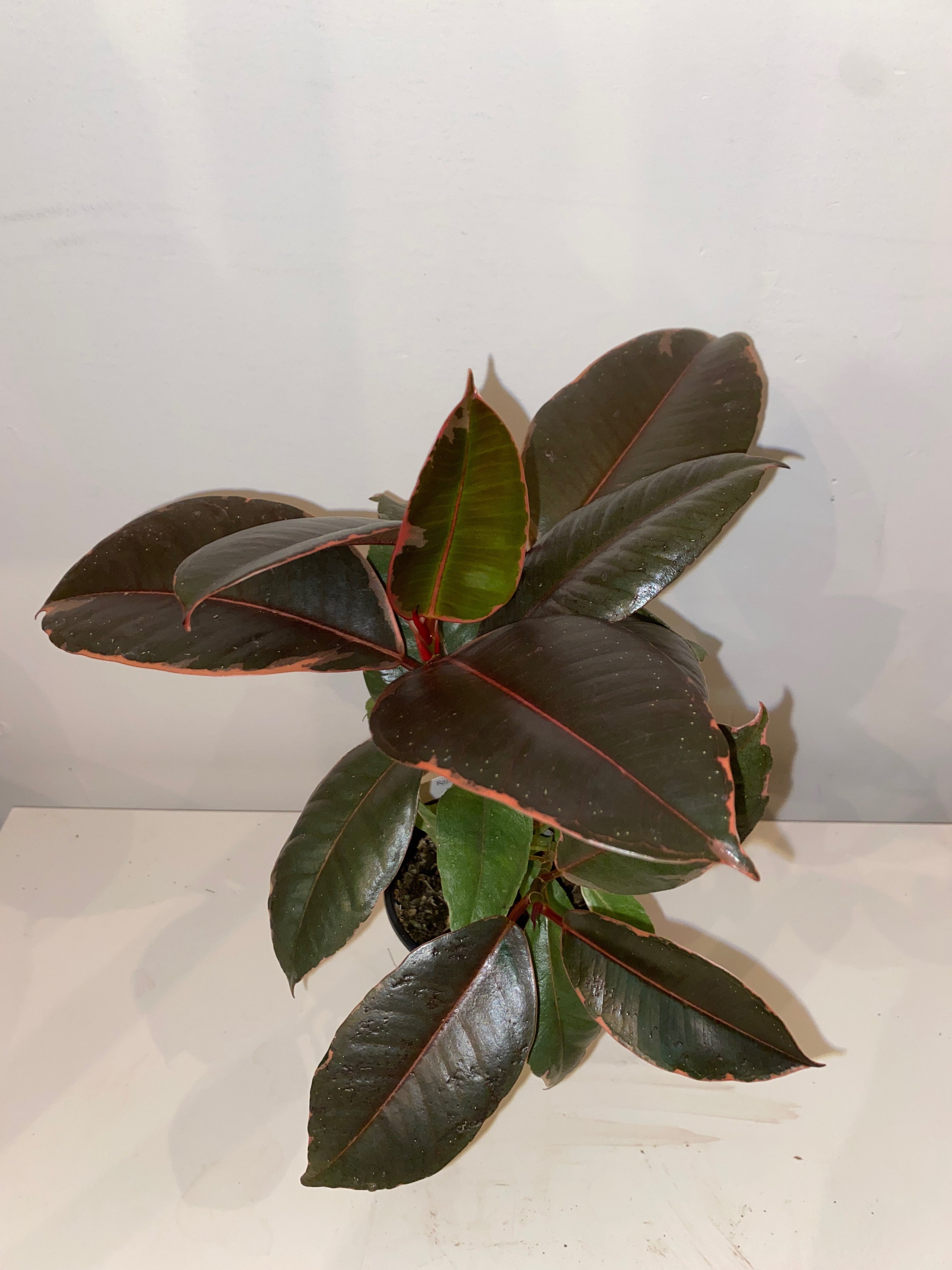 8. Plant Parenthood: Sprout Calgary
